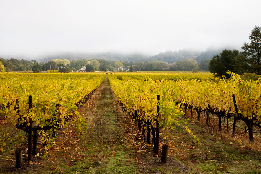 Napa in Autumn