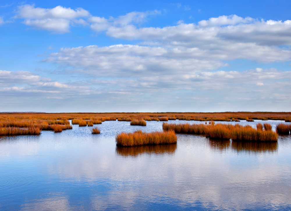 Blackwater Wildlife Refuge, October Afternoon