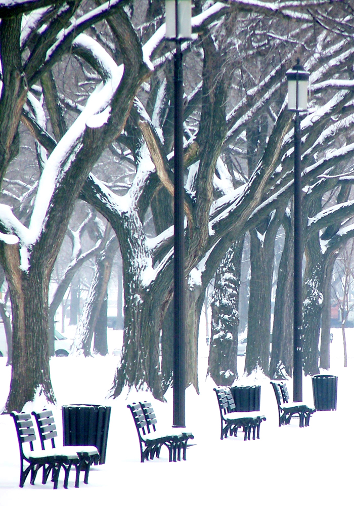 Winter on the Mall