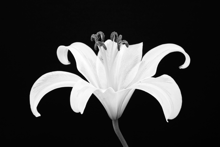 100620-Lillies-07-PS-BW-PN.jpg