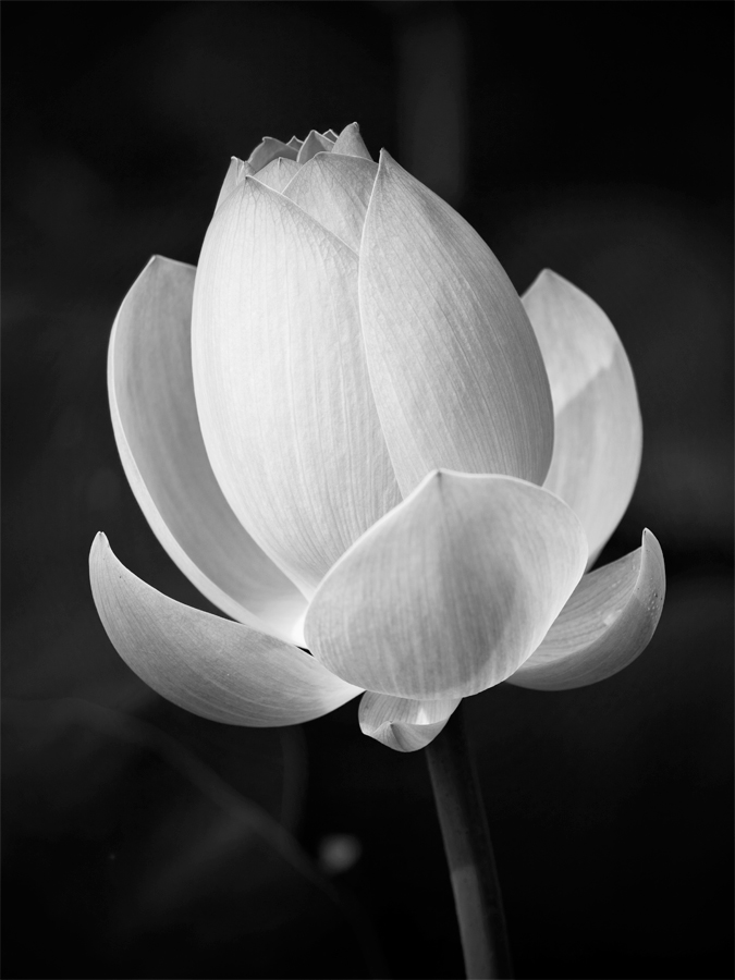 100626-Kenilworth-Flowers-77-PS-BW-PN.jpg