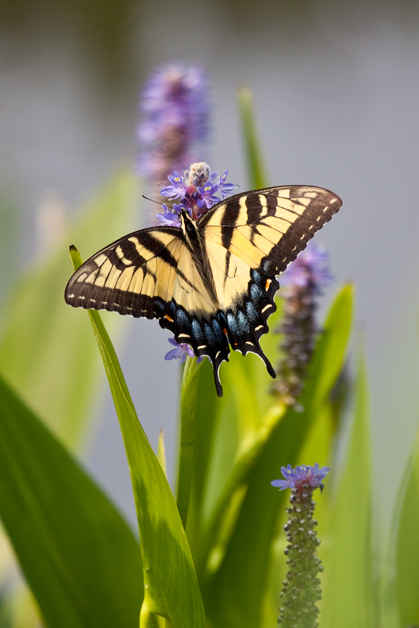 100626-Kenilworth-Butterfly-21-PN.jpg