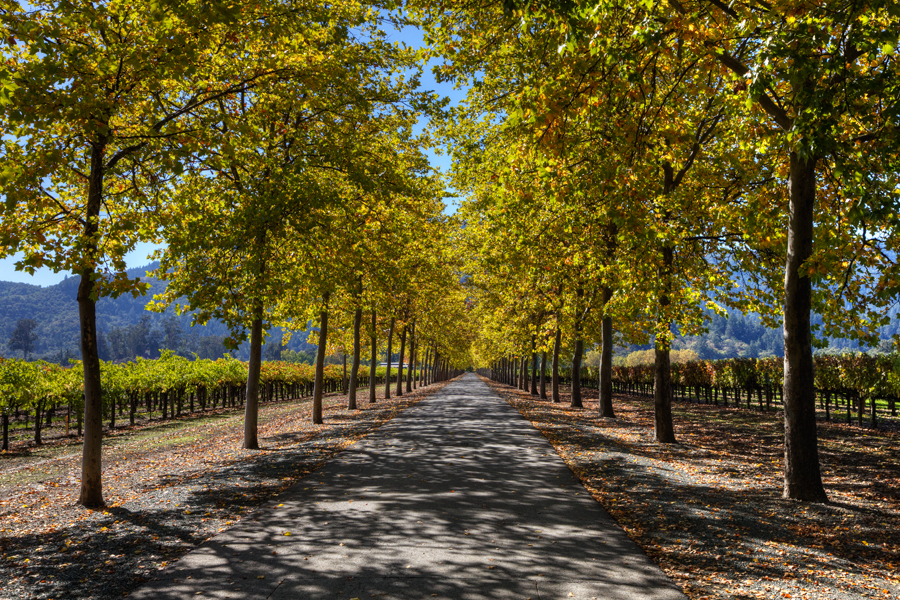 Napa in Autumn