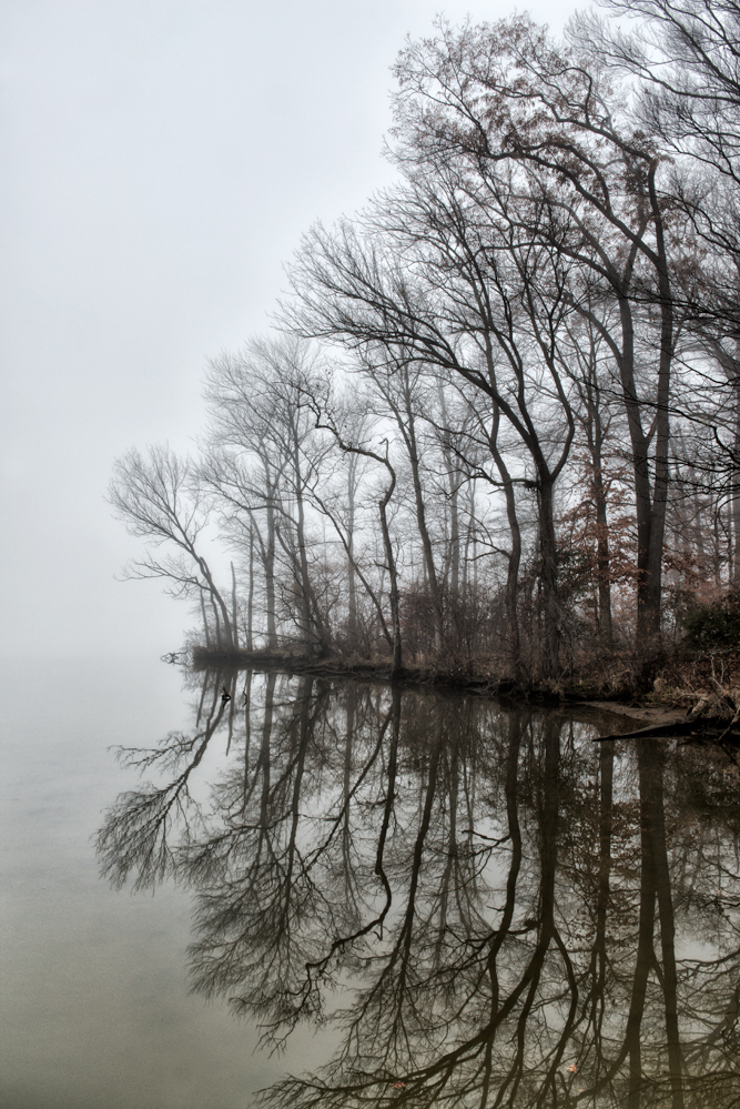 Jug Bay Park, December Morning