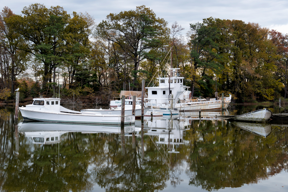 Talbot County, November Morning