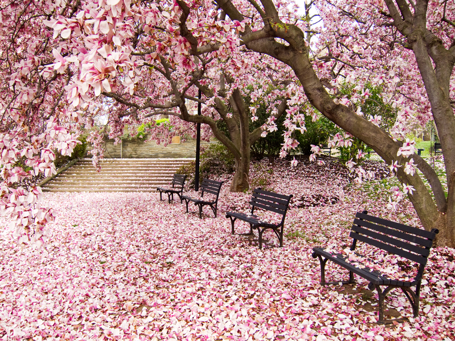 Bryce Park, April Morning