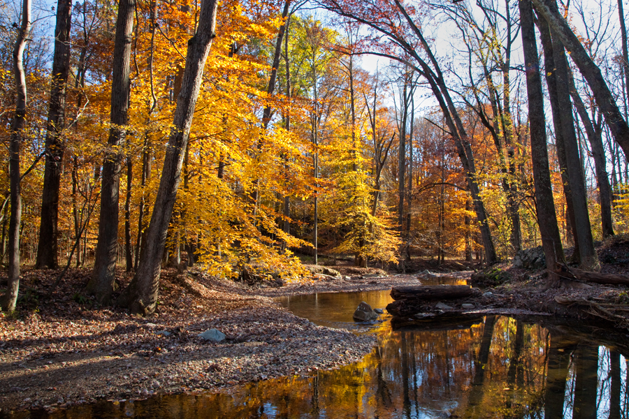 Piney Branch, November Morning