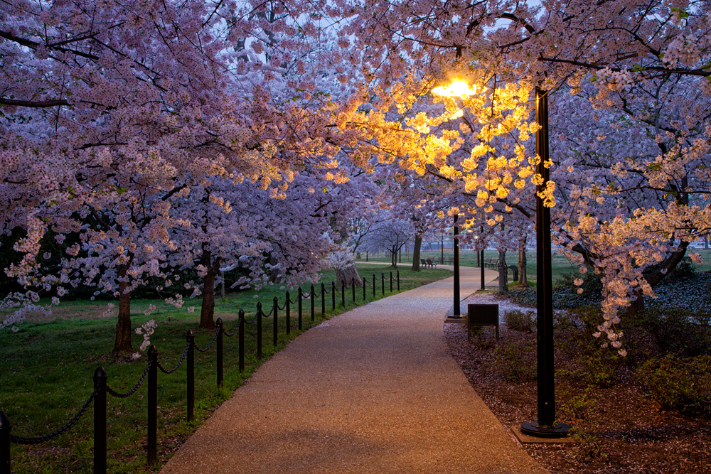 Roosevelt Memorial, April Morning