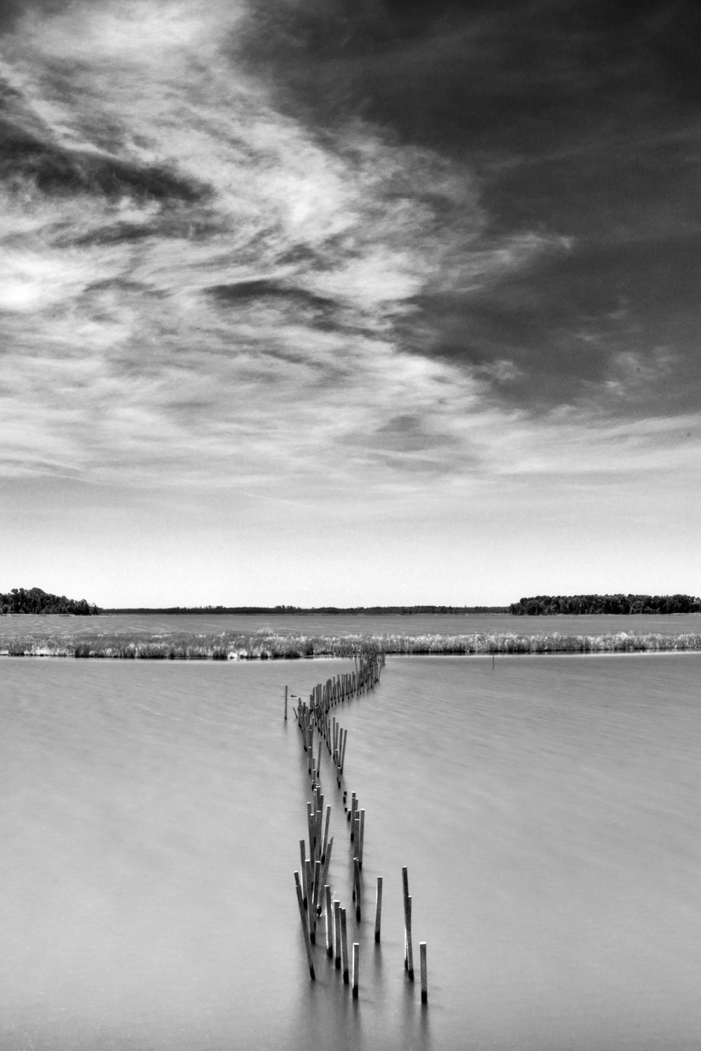 Blackwater Wildlife Refuge, July Morning