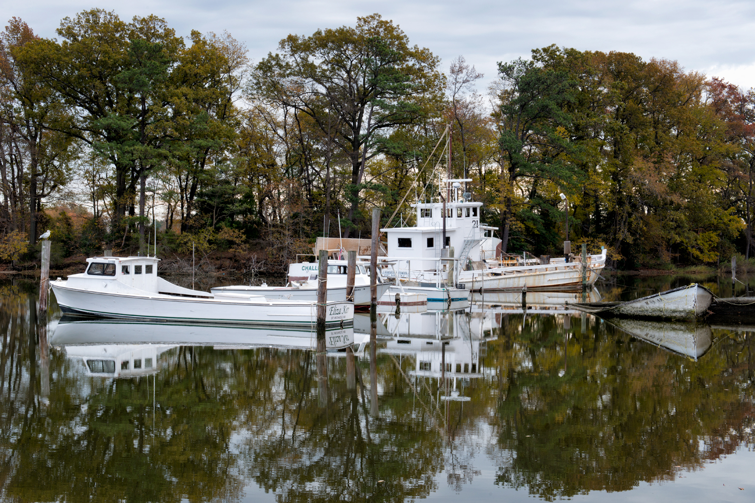 Tilghman Creek, November Morning