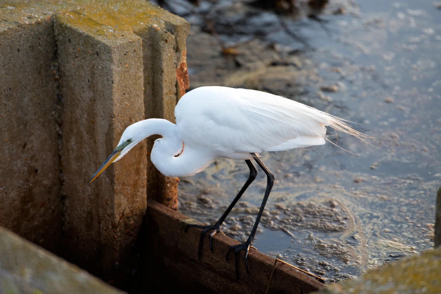 Snowy Egret, Assateague Island