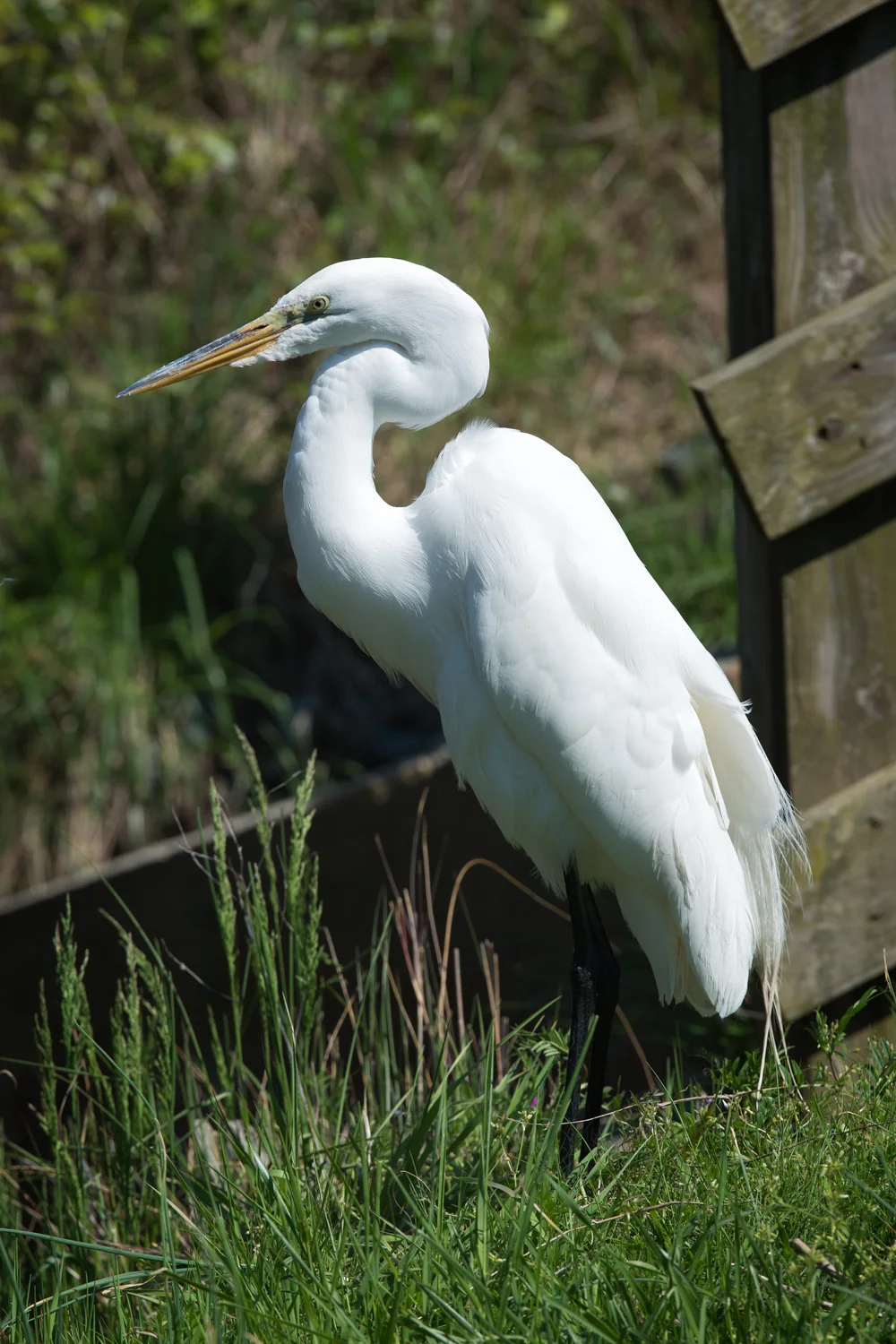 Snowy Egret, Assateague Island