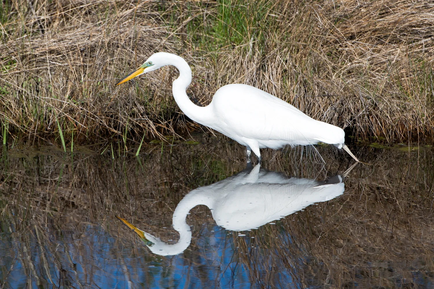 Snowy Egret, Assateague Island