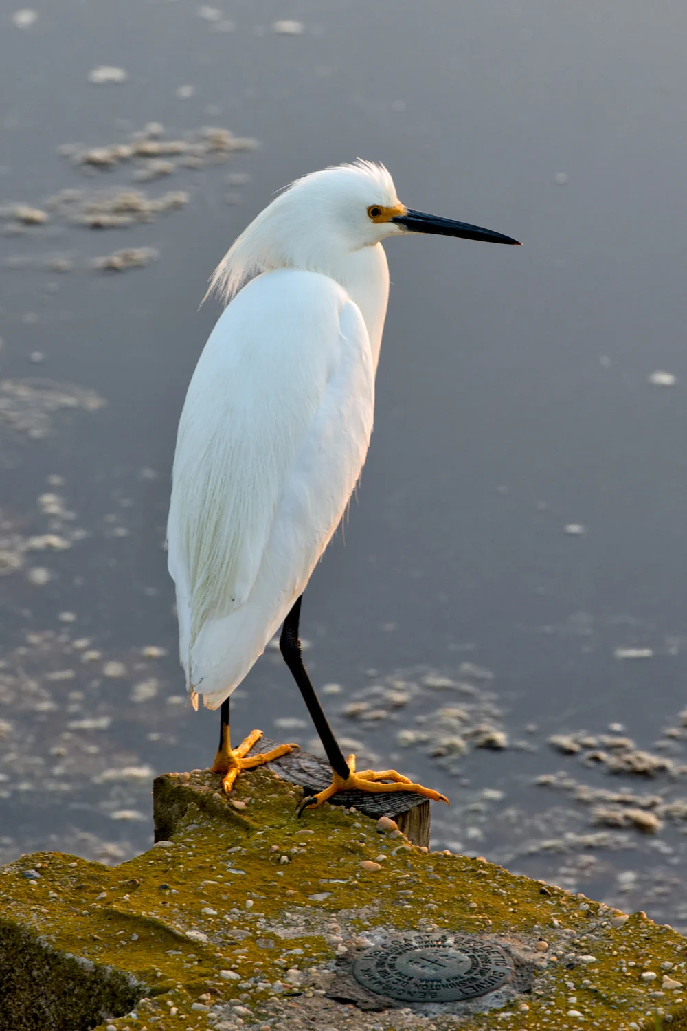 Snowy Egret, Assateague Island