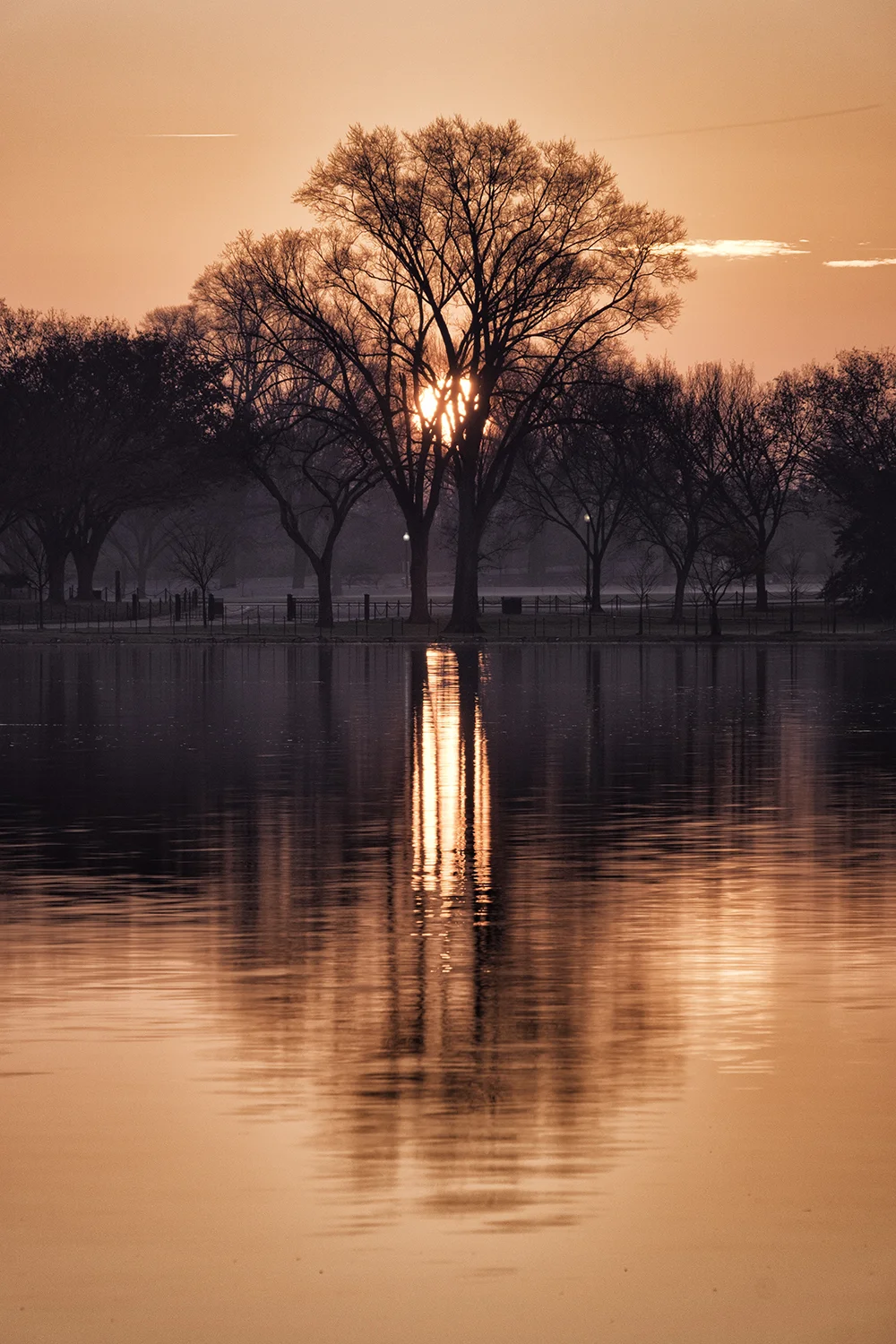 December Morning at the Tidal Basin 