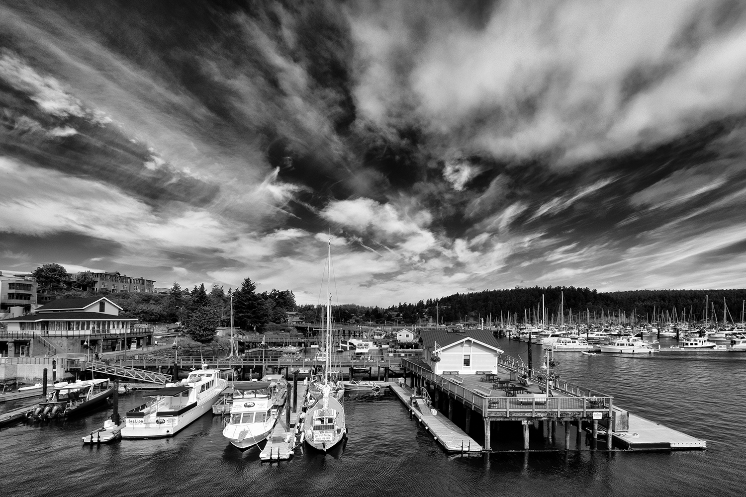 Friday Harbor, WA, July Morning