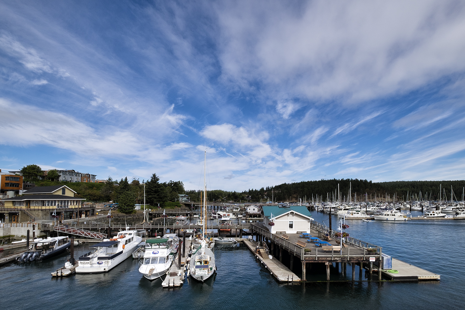 Friday Harbor, WA, July Morning