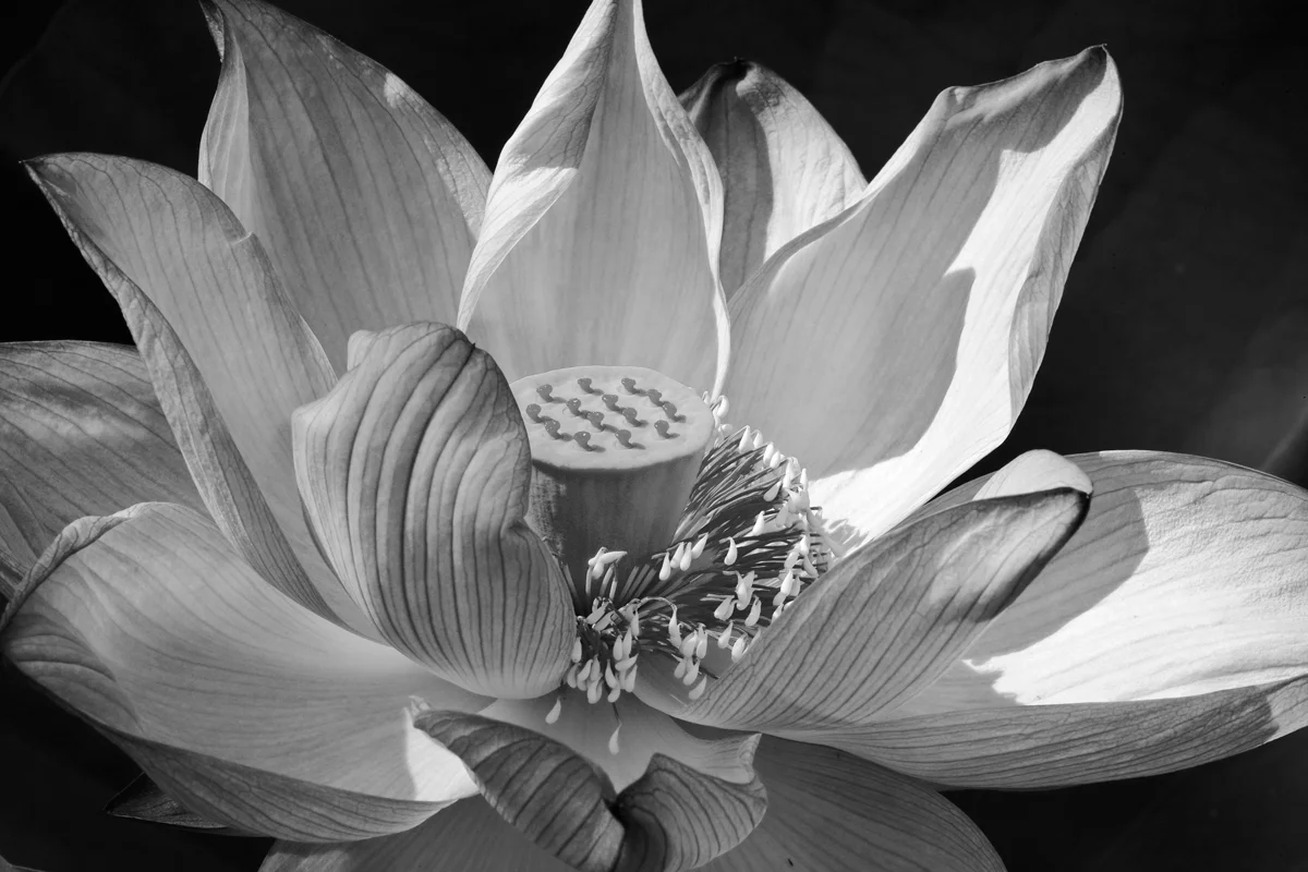 Kenilworth Lotus, Art on Paper 2010