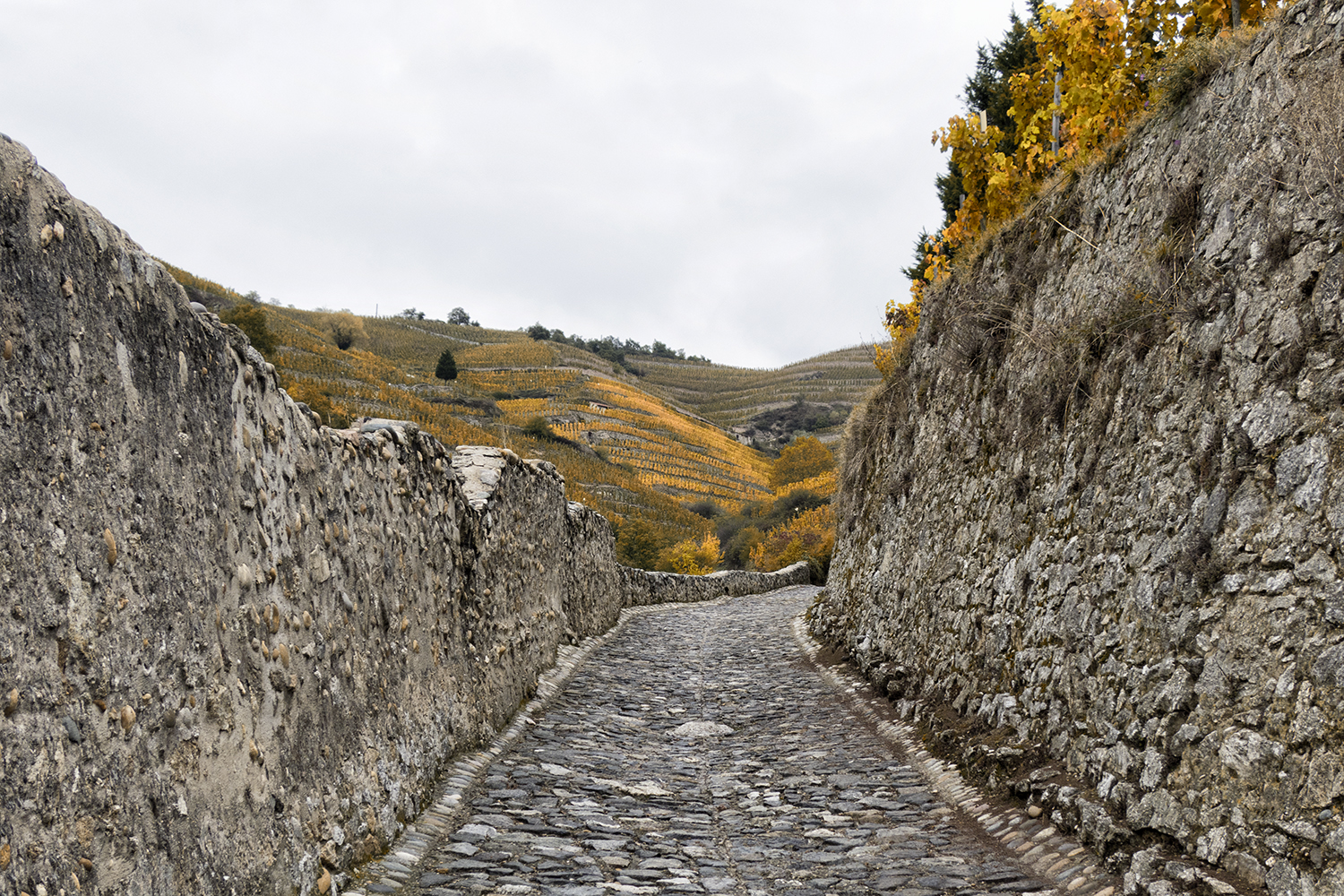 Tain-L'Hermitage, France, October Morning