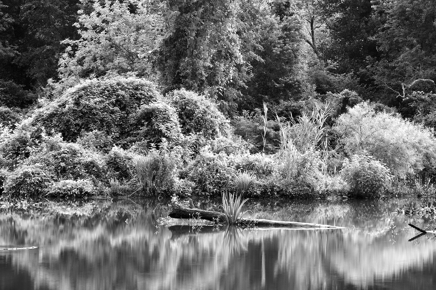 Kenilworth Marshes