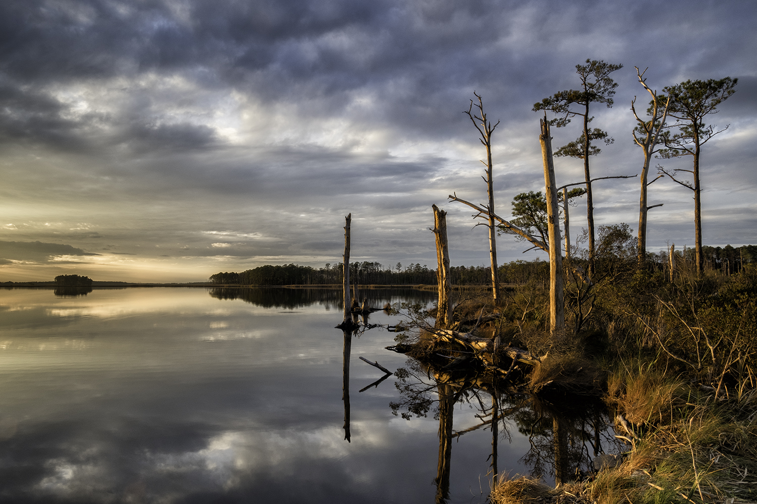 Blackwater NWR, November Evening