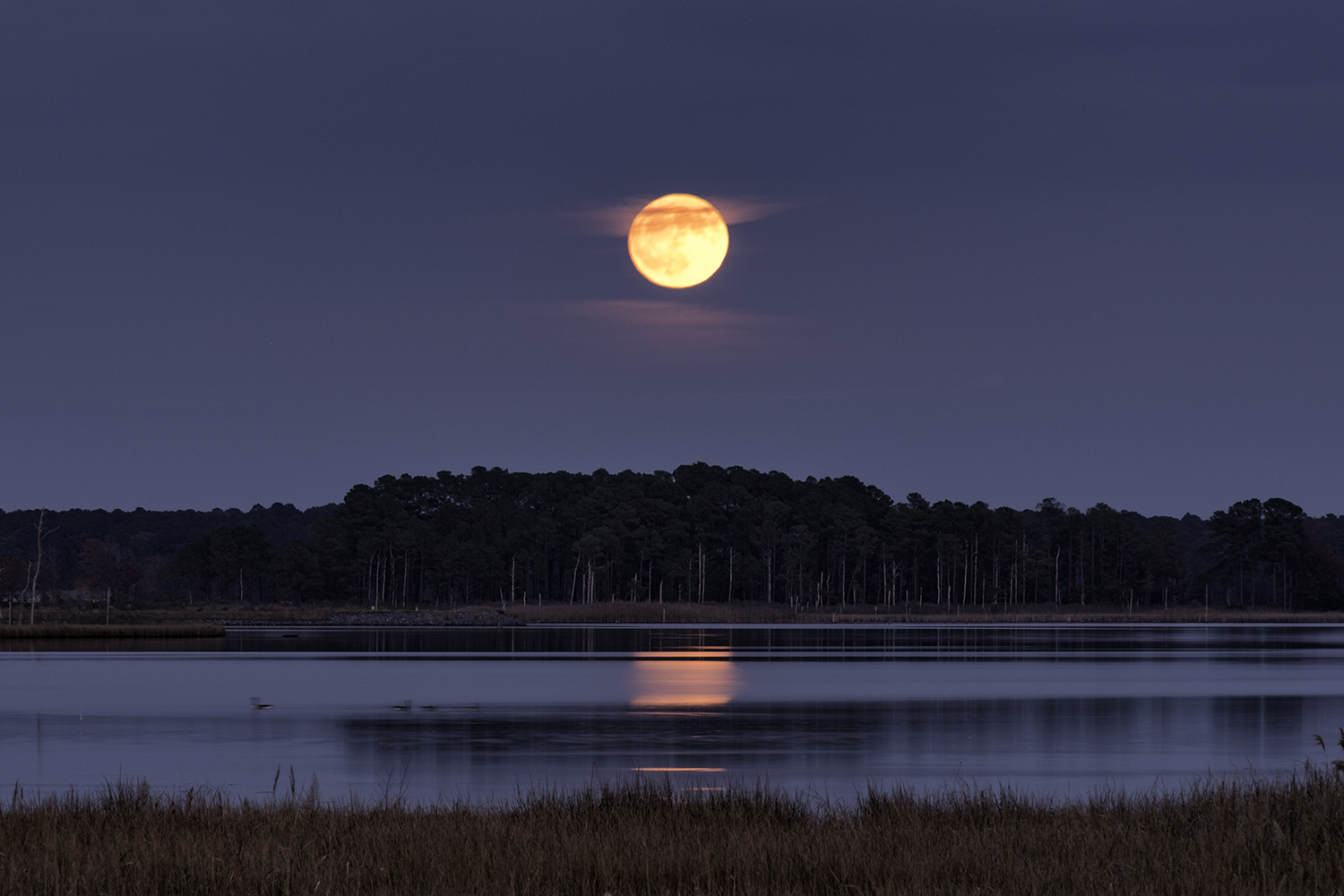 Blackwater NWR, November Moonrise