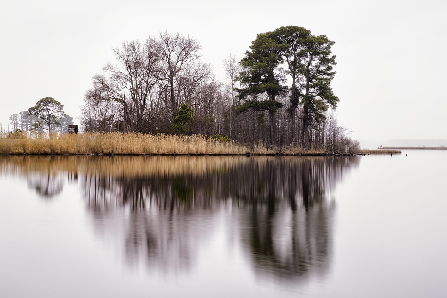 Blackwater NWR, April Morning