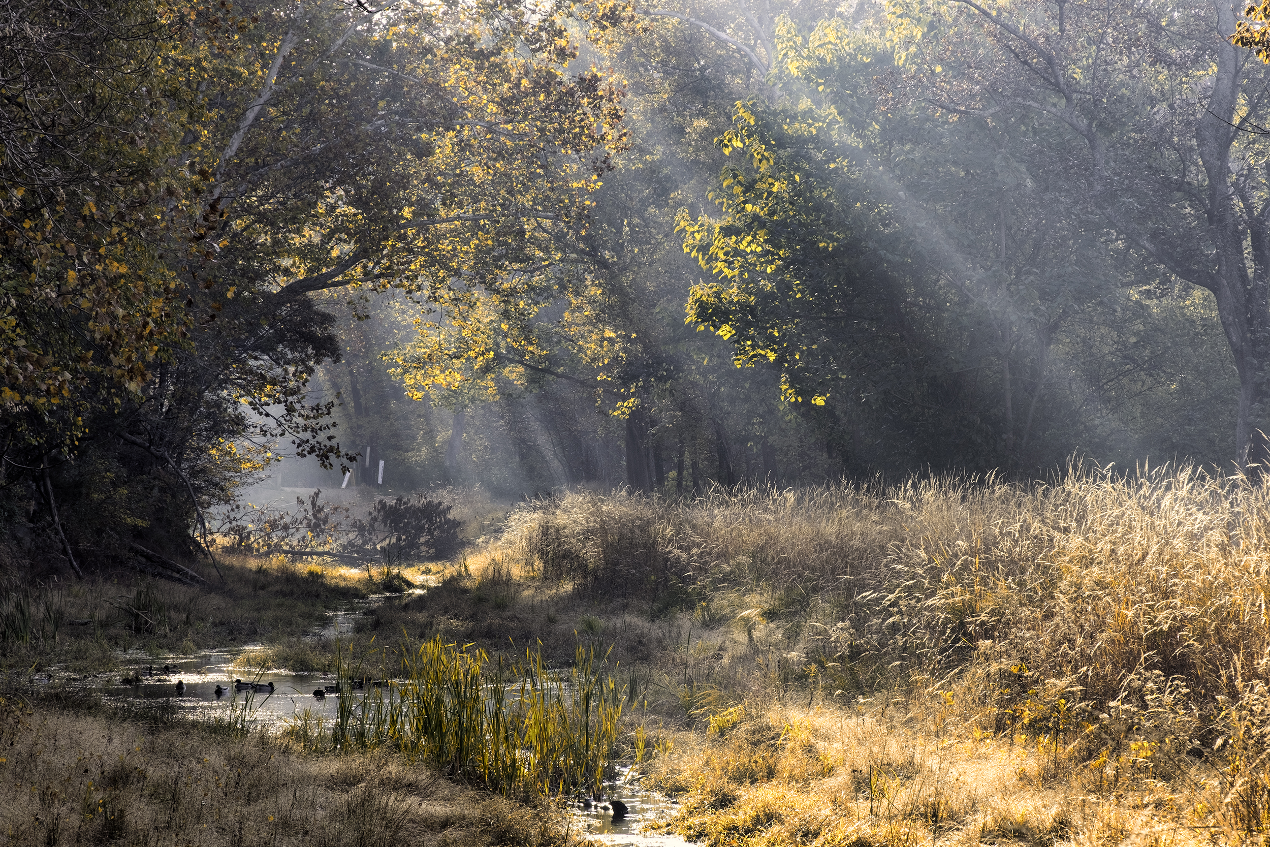 C&amp;O Canal, November Morning