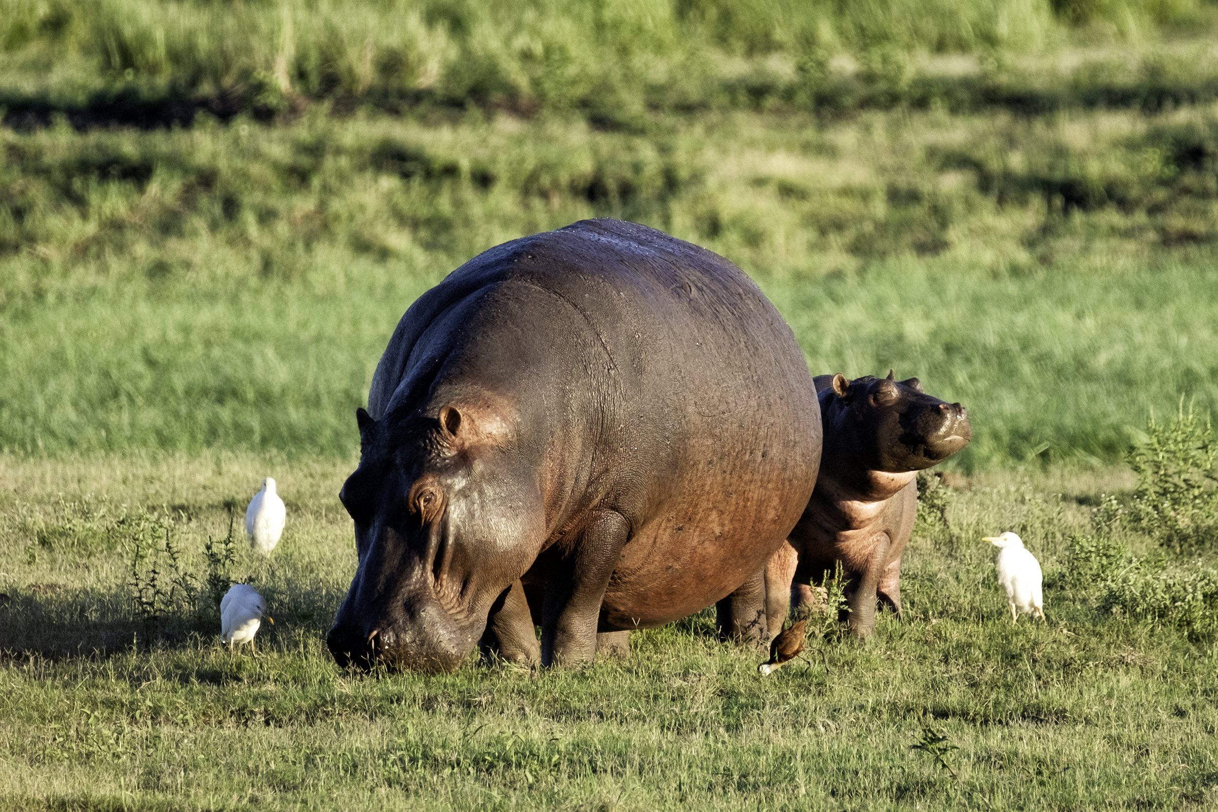 Hippos, Chobe Park, Botswana