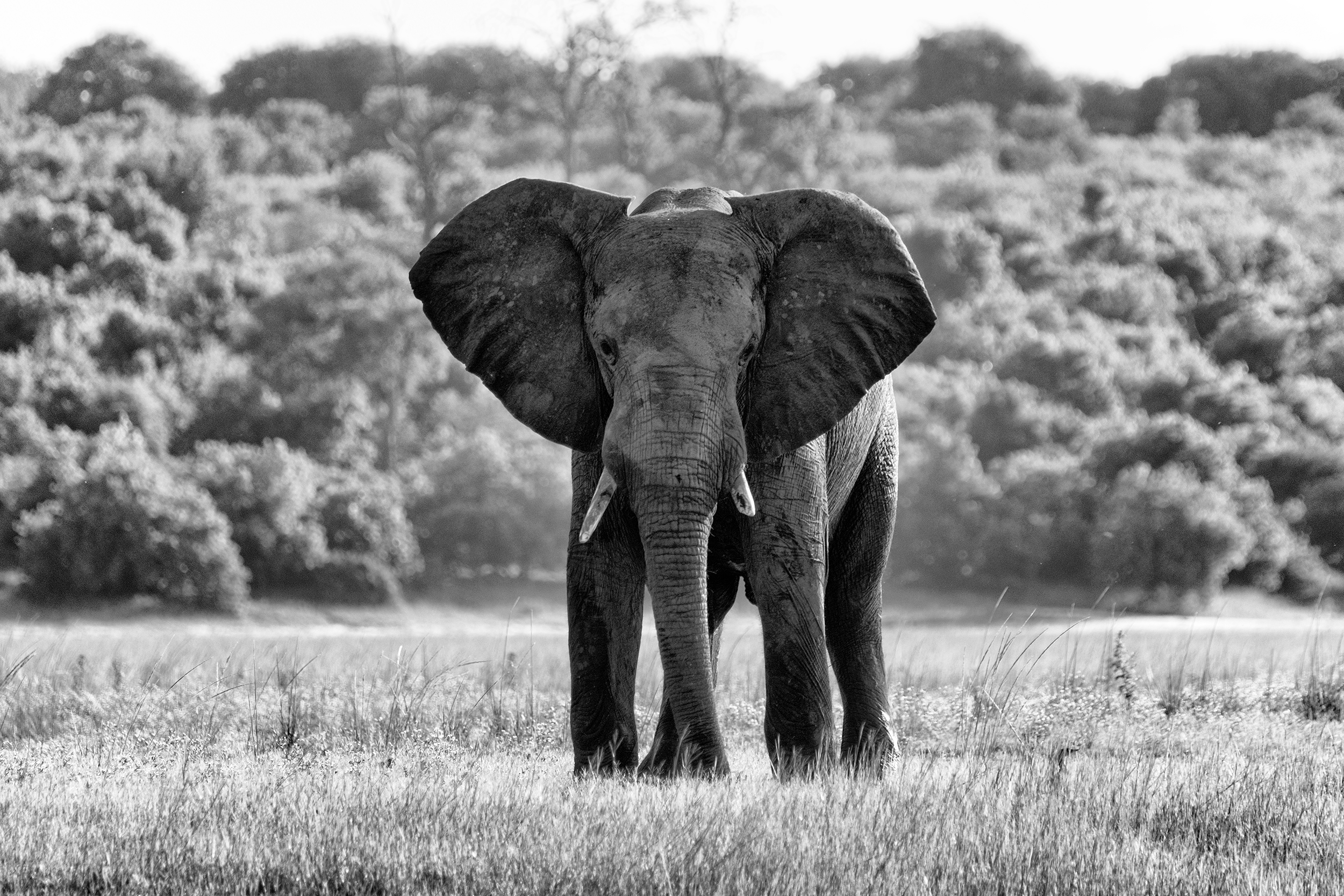 Elephant, Chobe Park, Botswana