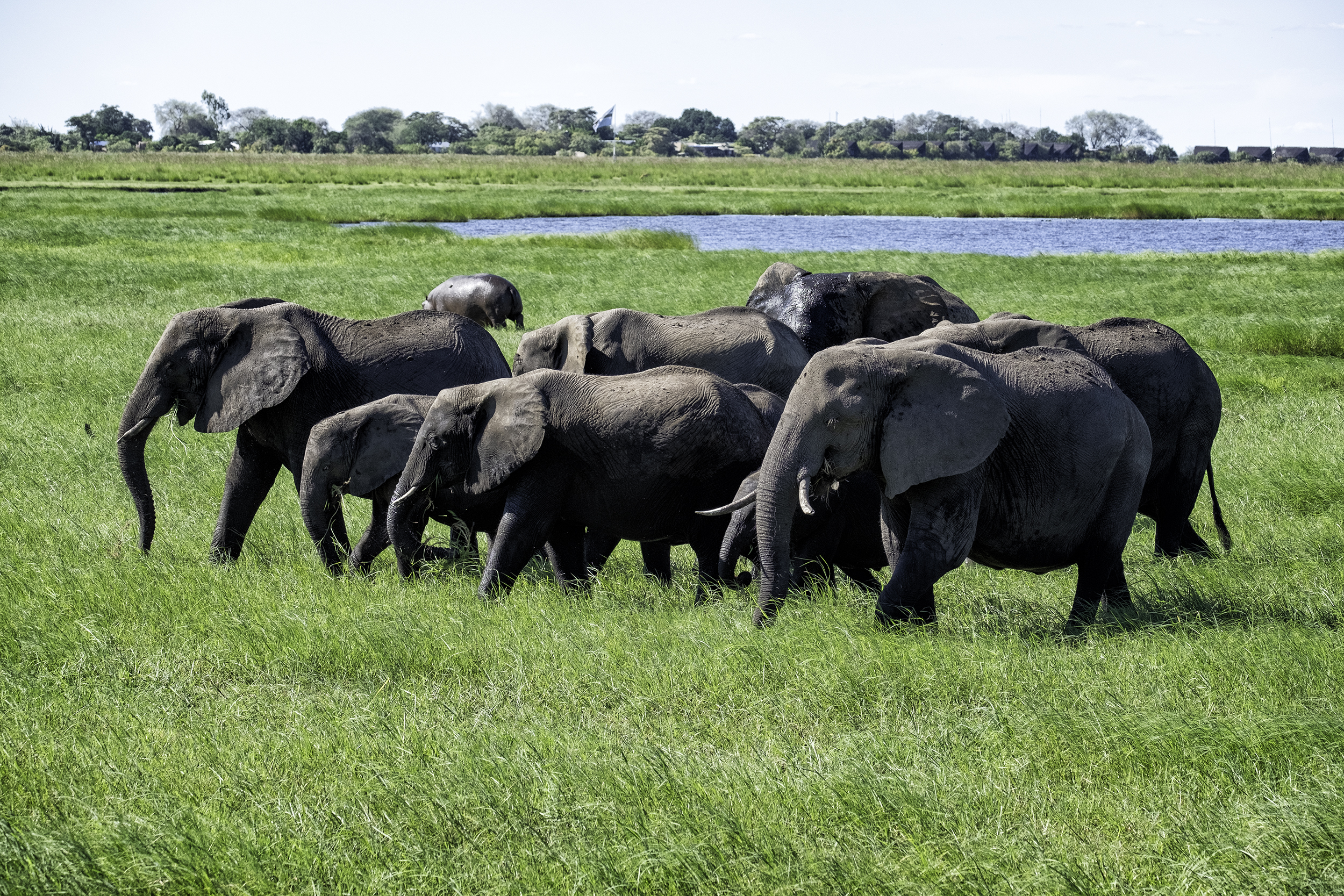 Chobe Park, Botswana, February Afternoon