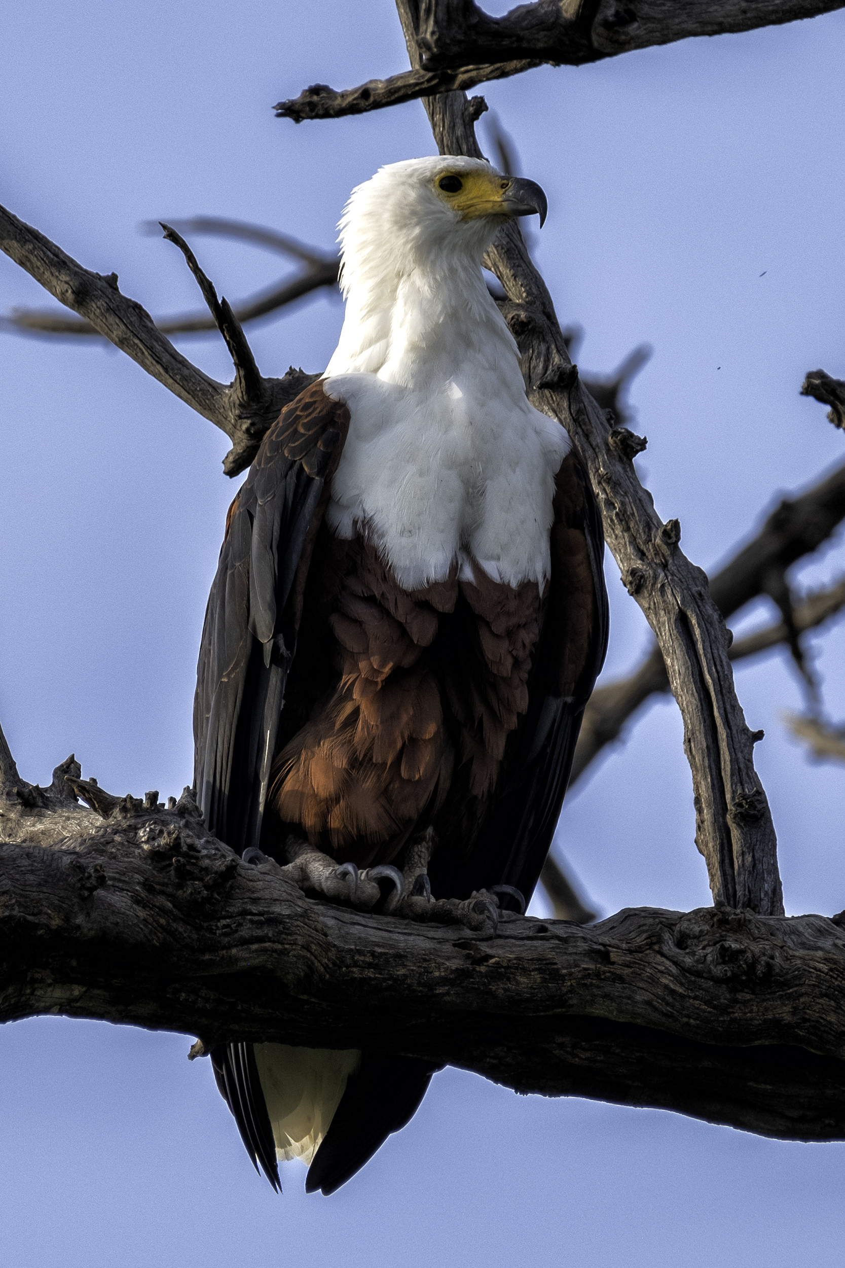 Fish Eagle, Chobe Park, Botswana, February Afternoon