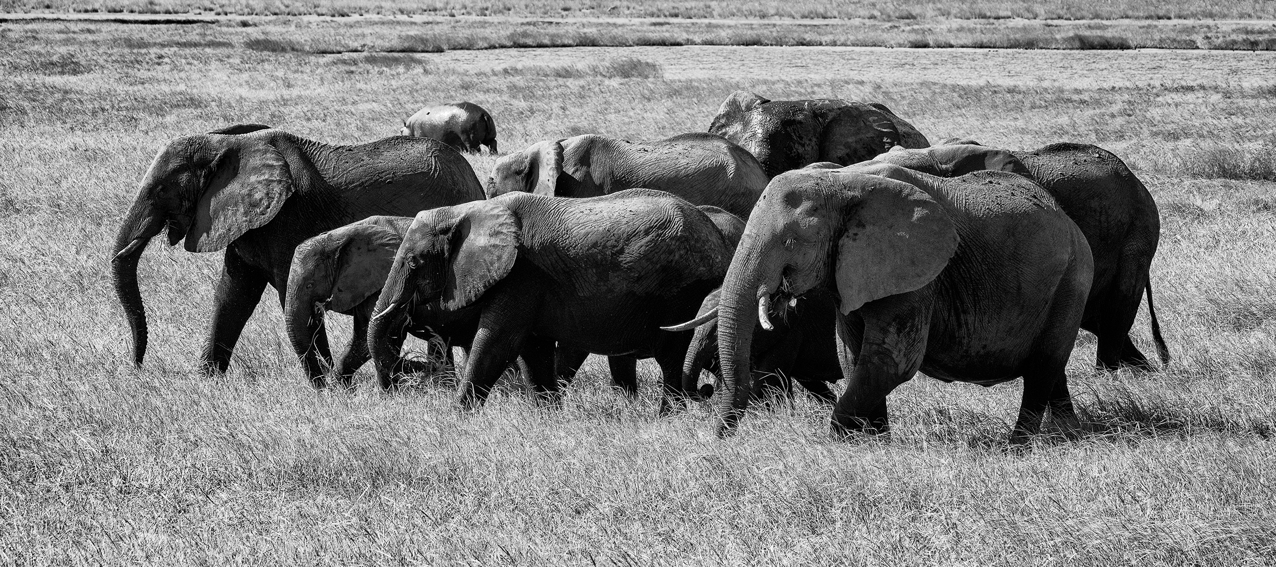 Chobe Park, February Afternoon