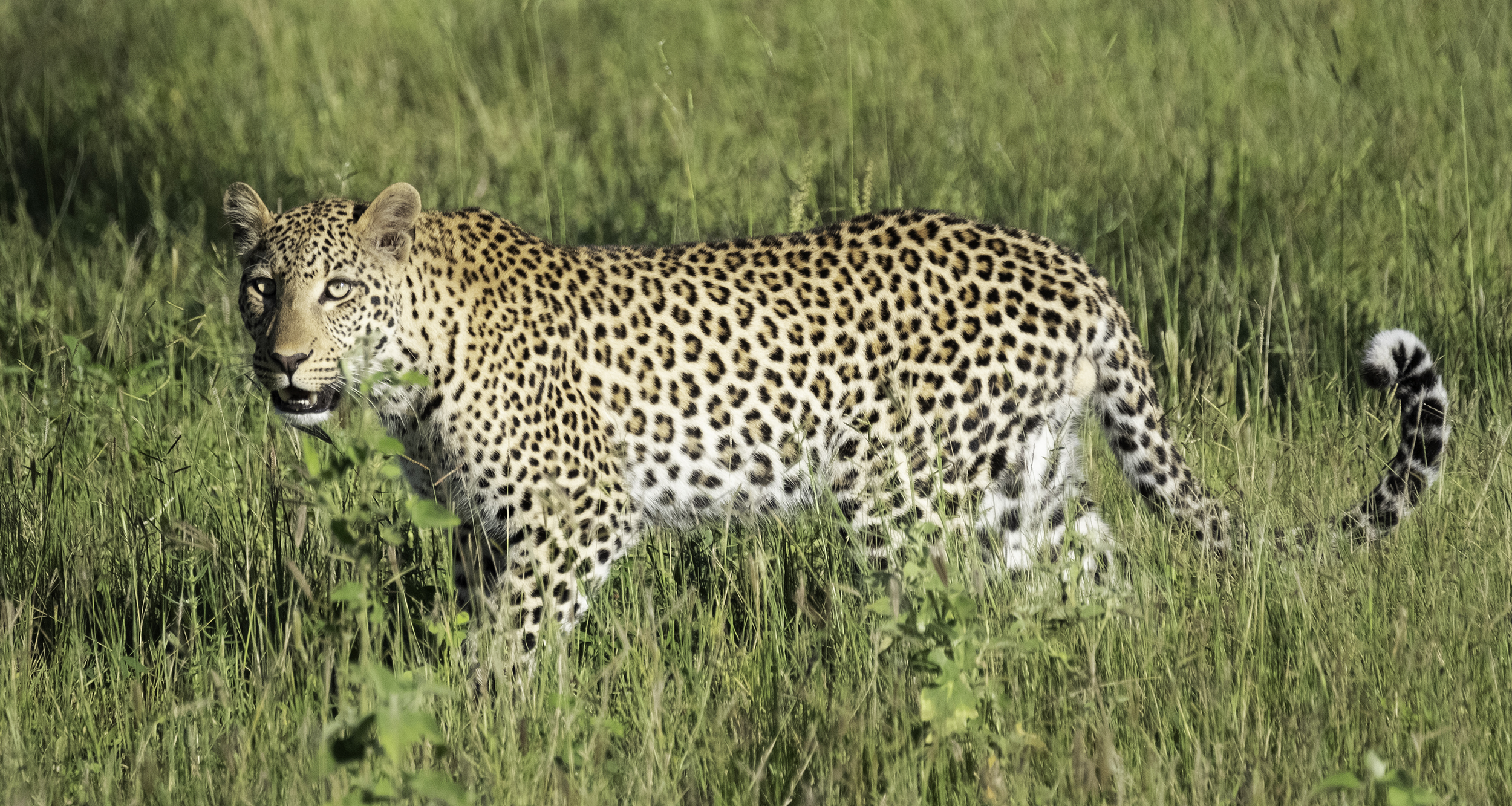 Chobe Park, February Morning