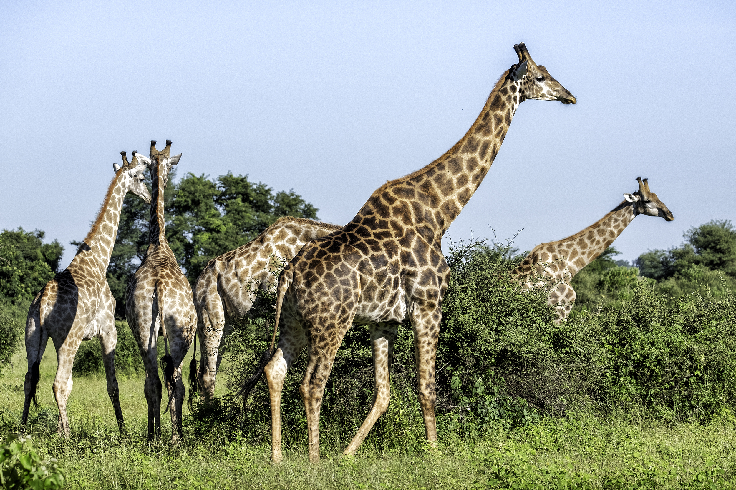 Chobe Park, Botswana, September Morning