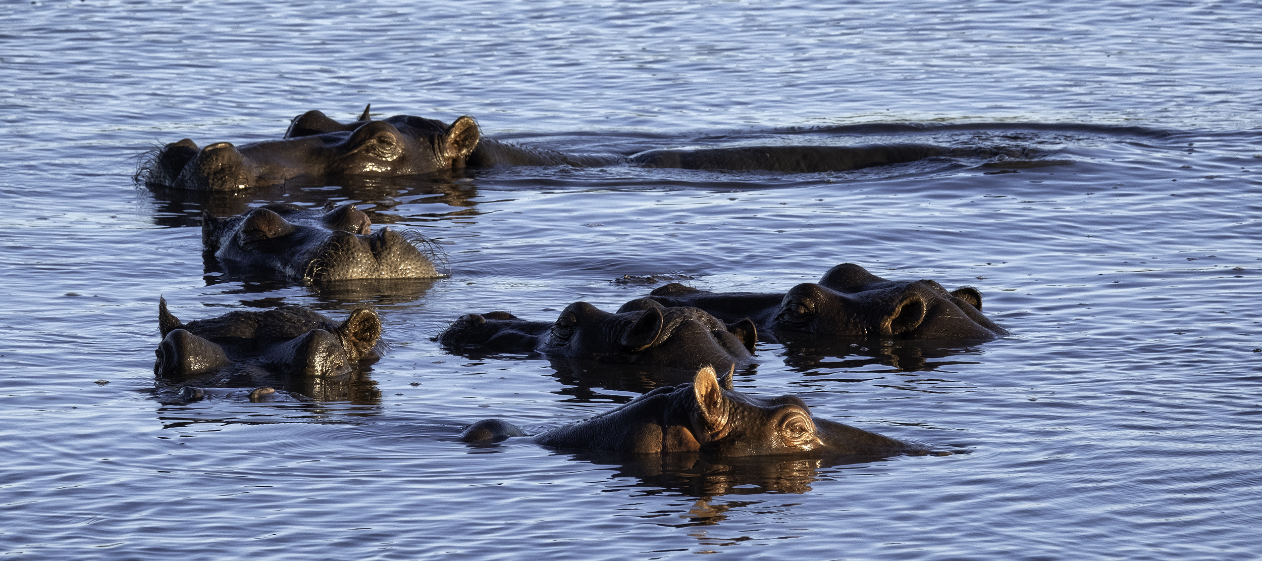 Chobe Park, February Morning