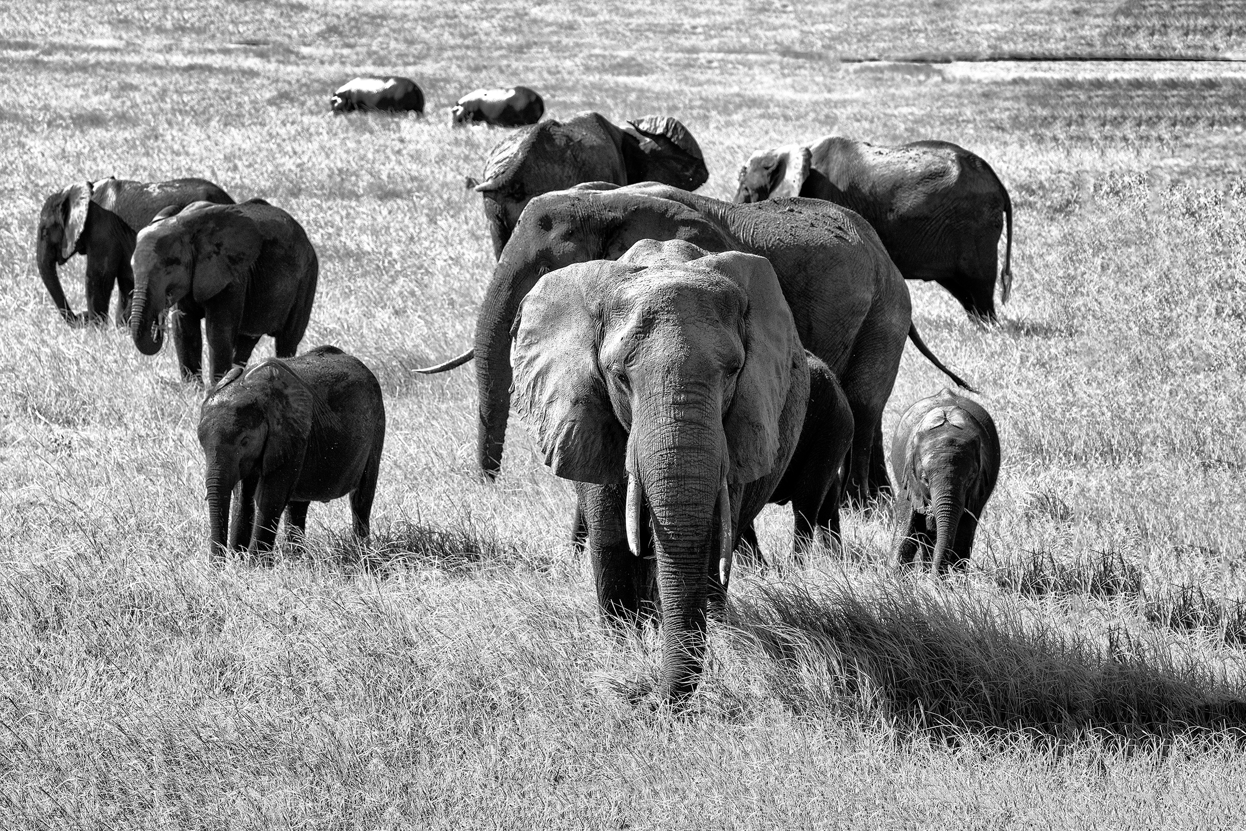 Elephant Family on the move, Chobe Park, Botswana