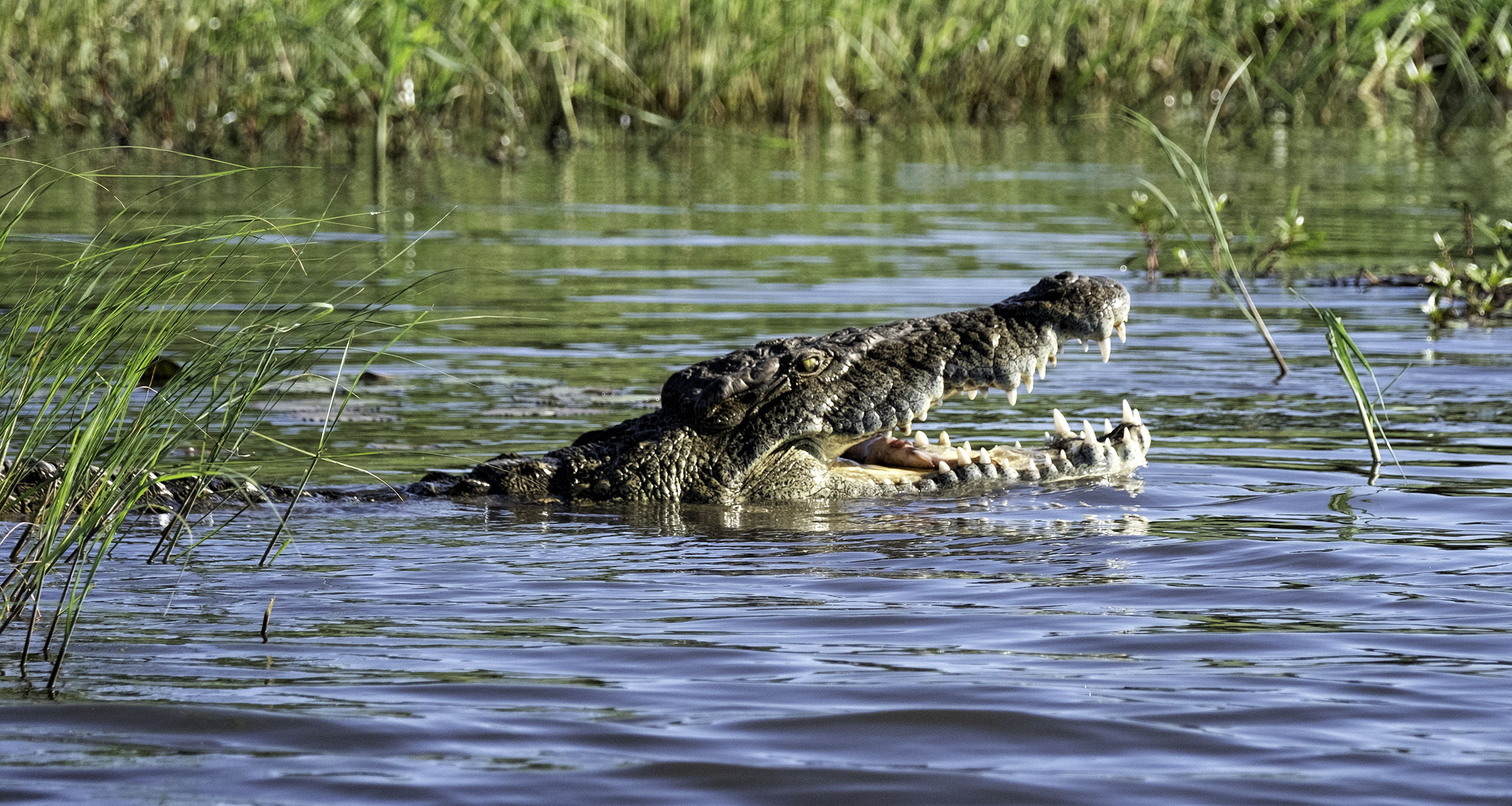 Chobe Park, February Afternoon