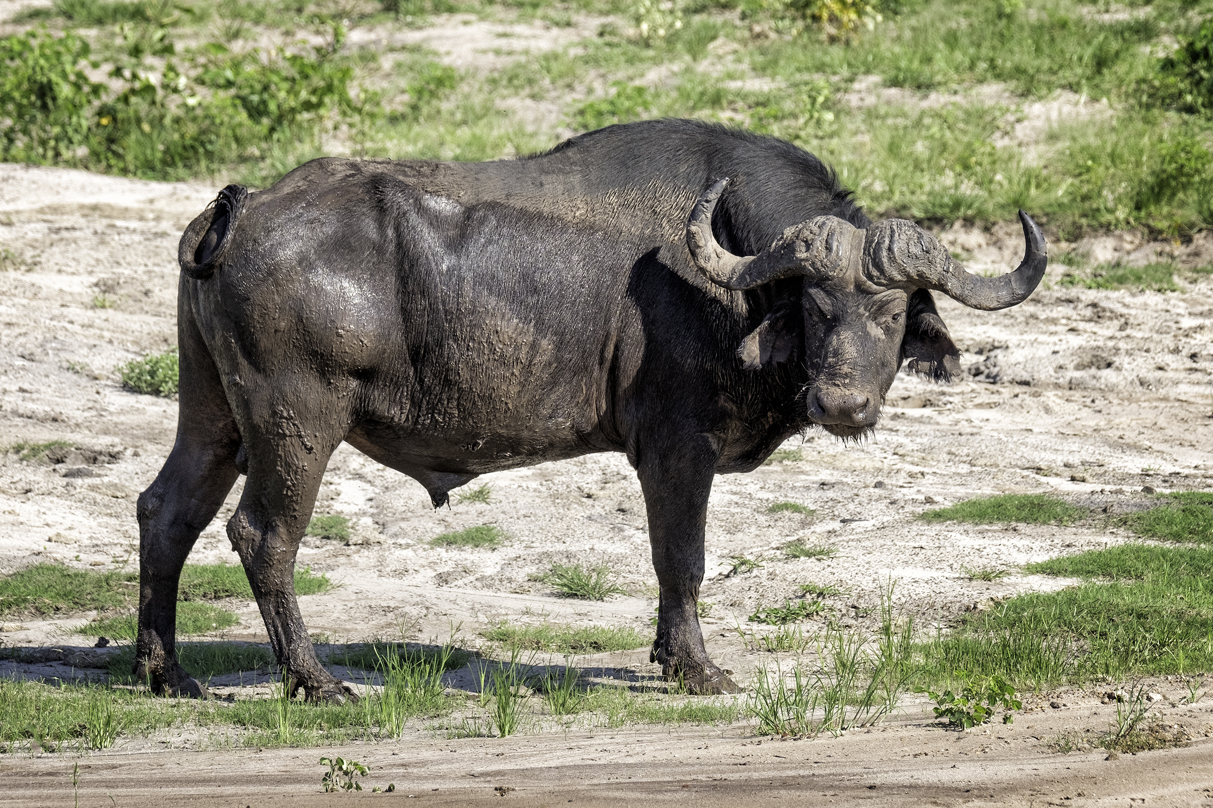 Chobe Park, February Morning