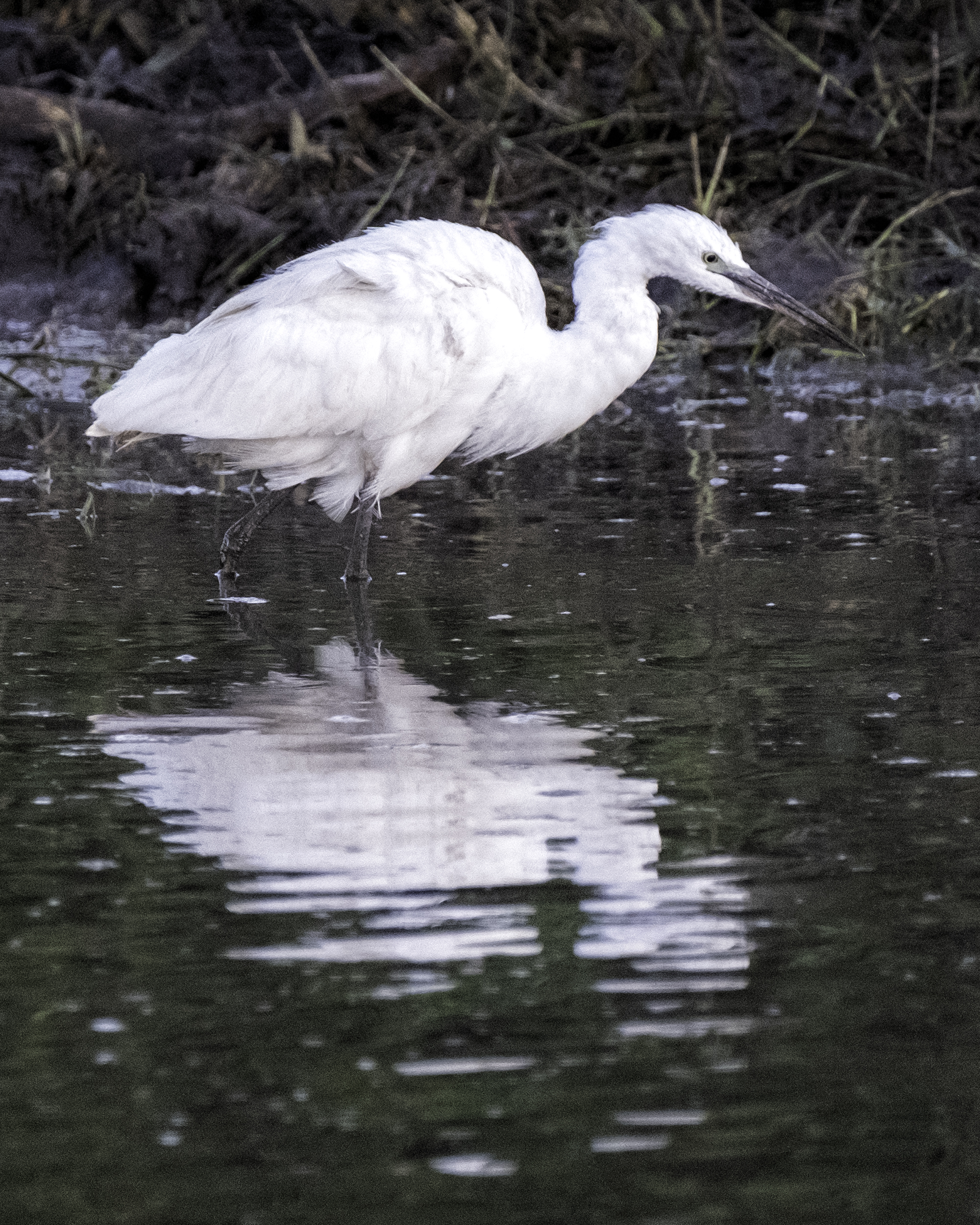 Egret, Chobe Park, February Morning