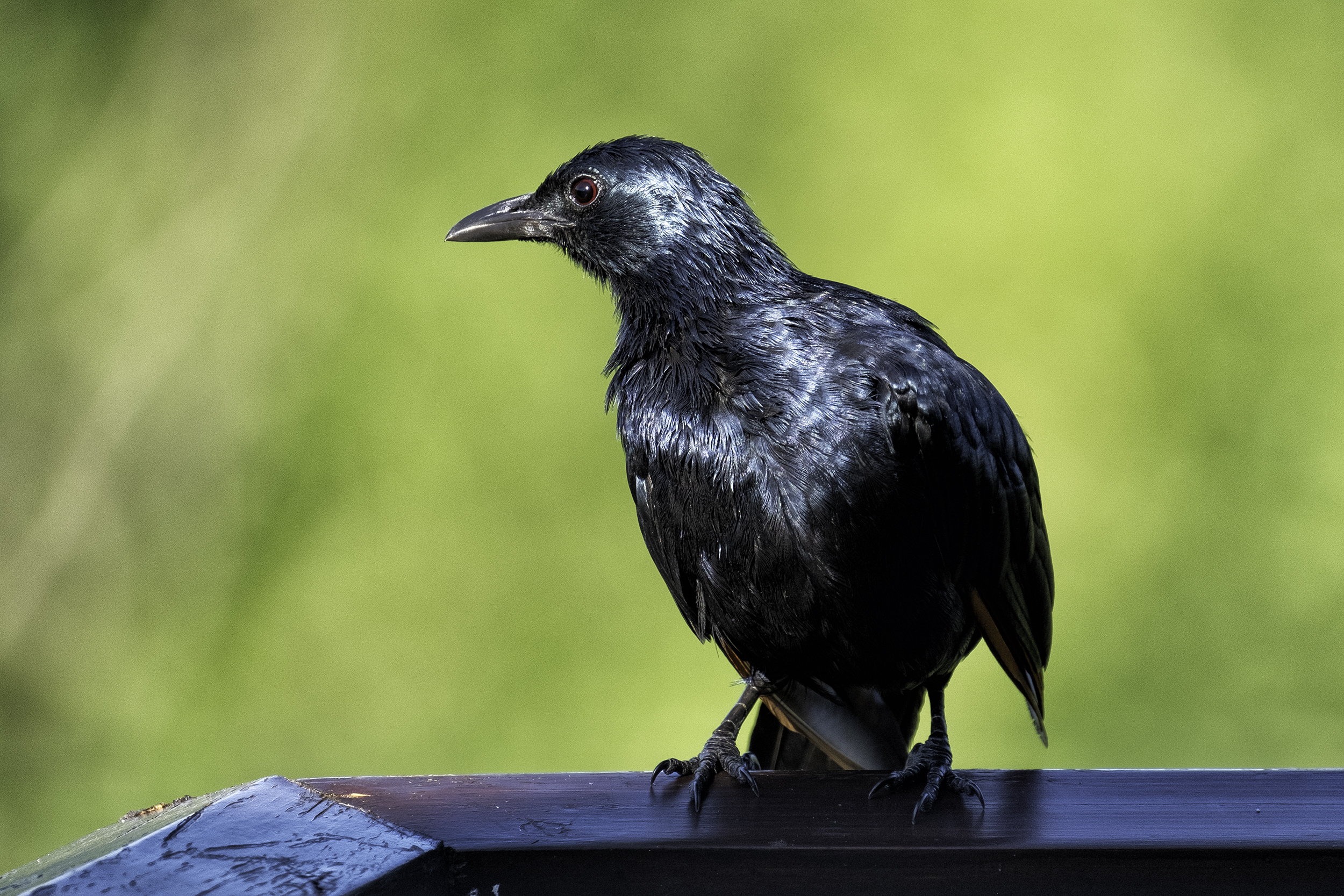 Blue Eared Starling, Zimbabwe, February Afternoon