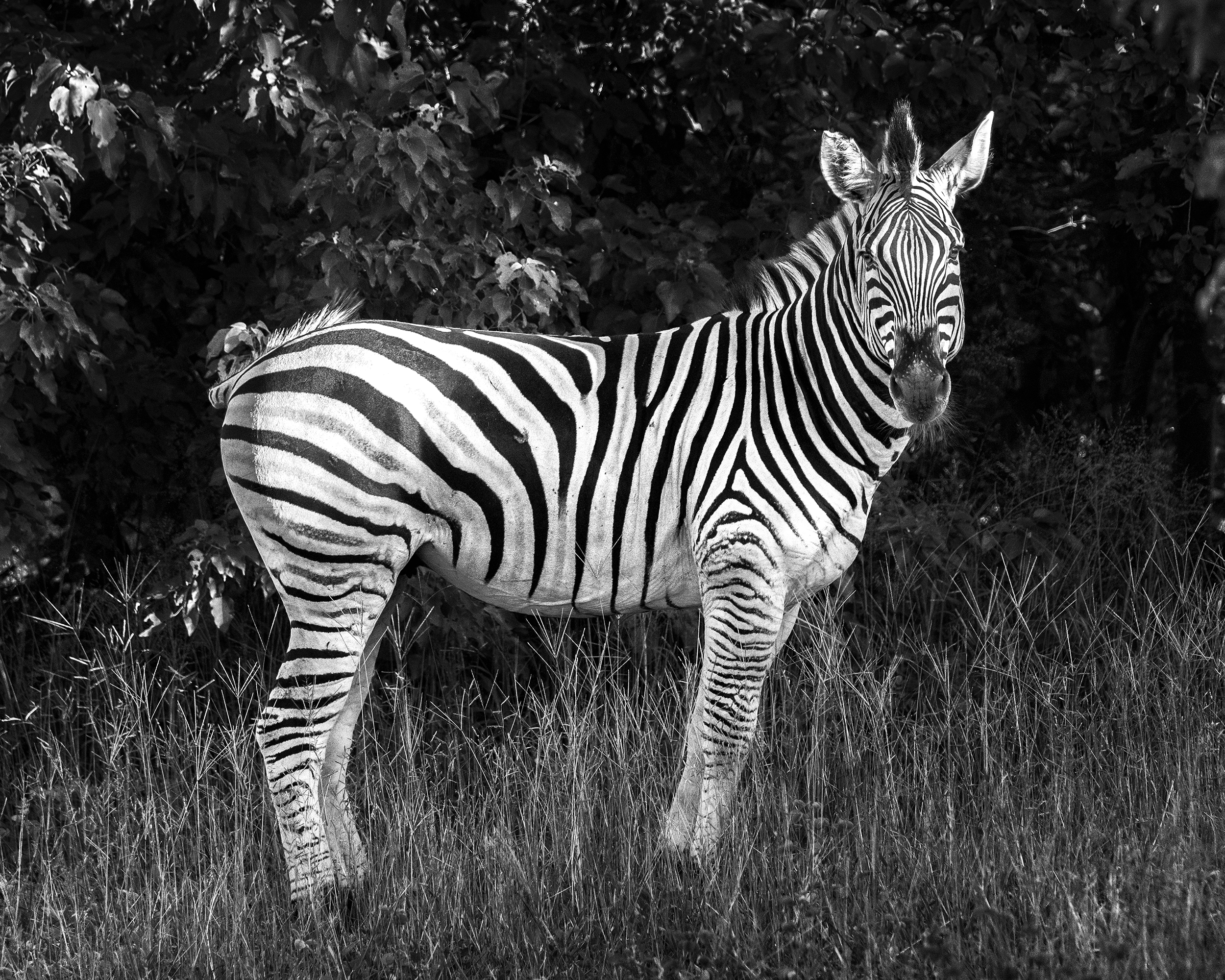 Chobe Park, Botswana