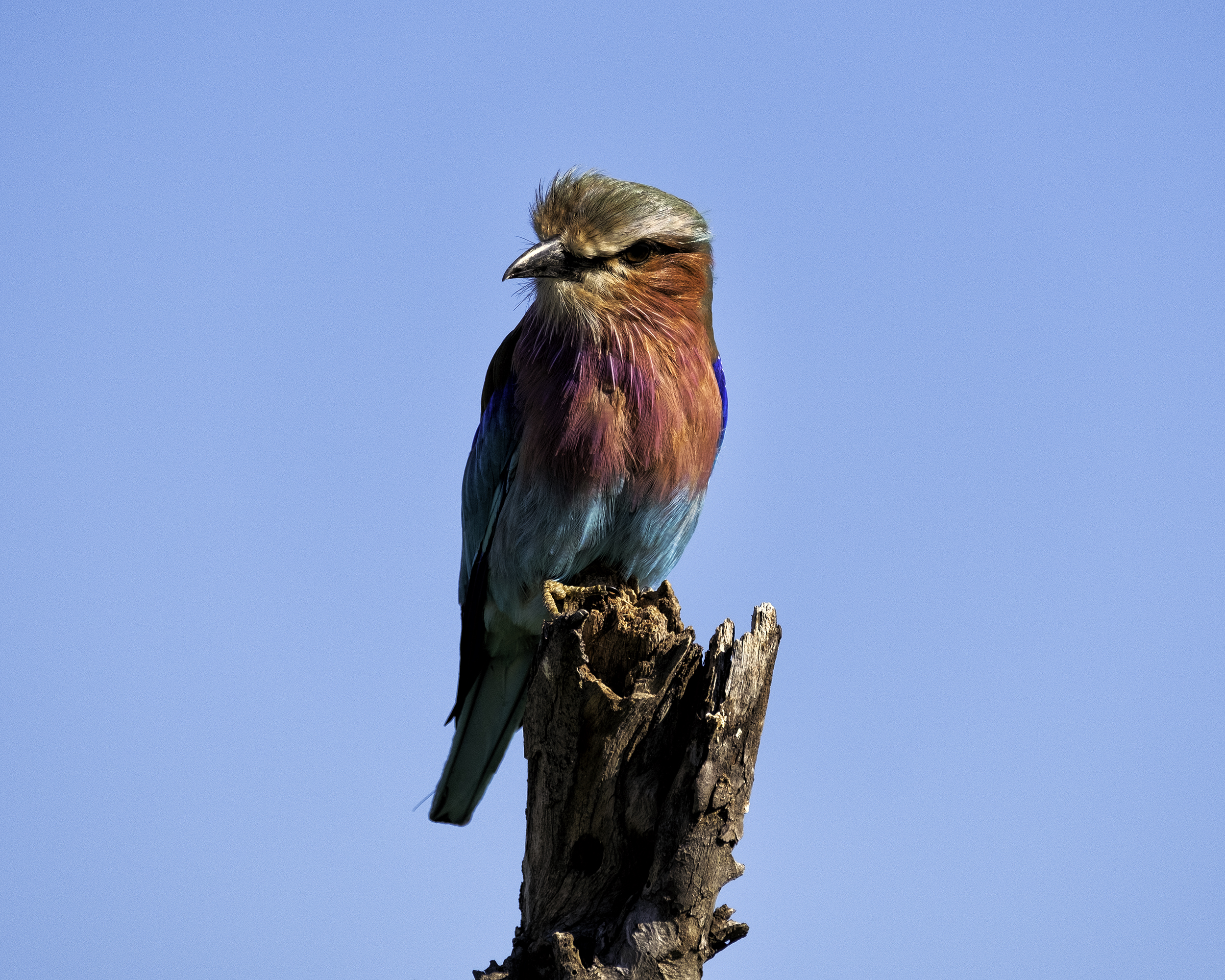 Lilacbreasted Roller, Chobe Park, Botswana