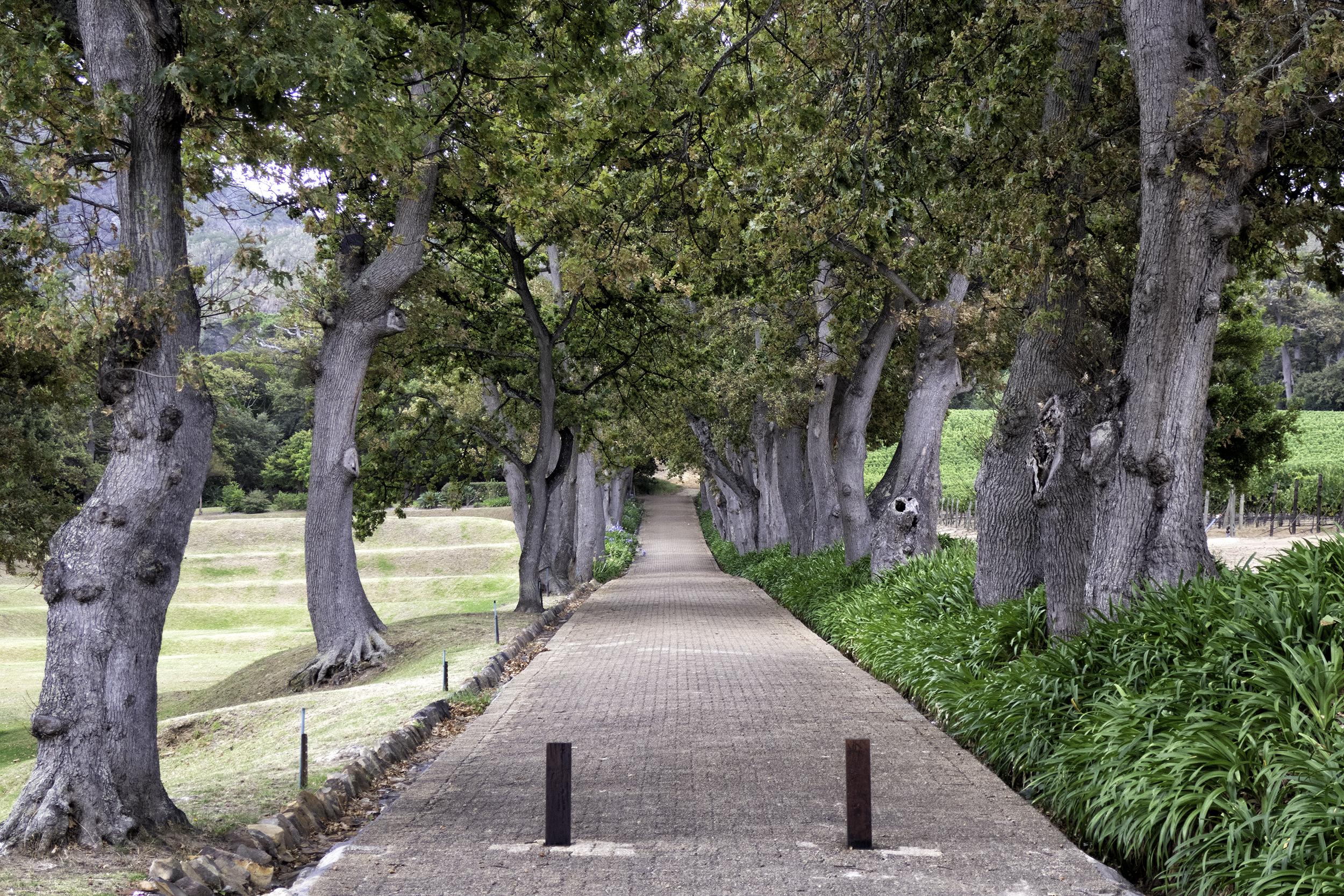 Groot Constantia Winery, Cape Town, SA