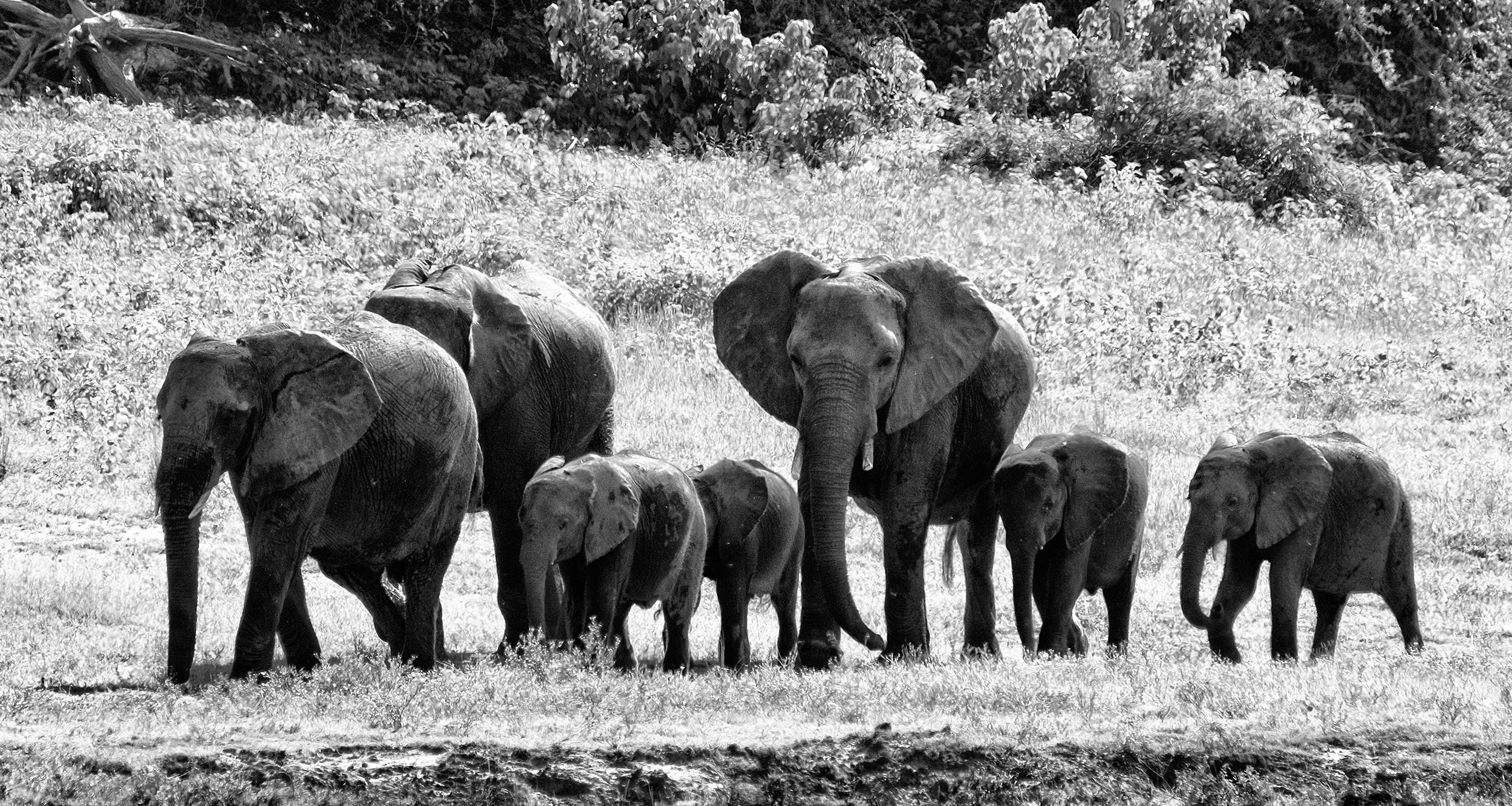 Chobe Park, Botswana