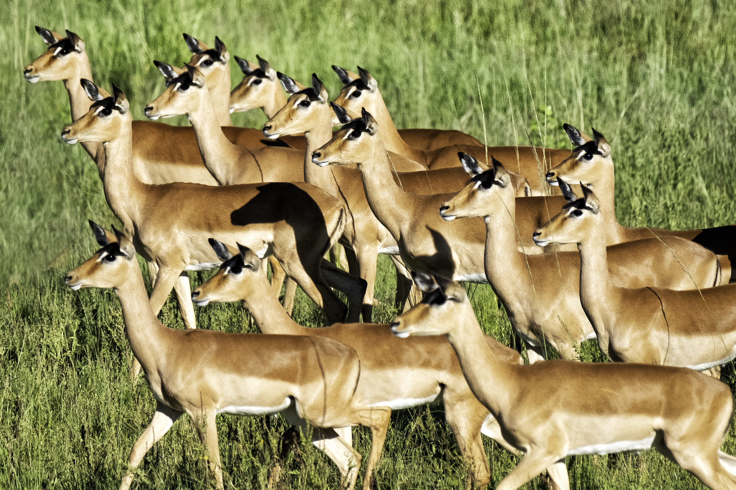 Chobe Park, Botswana