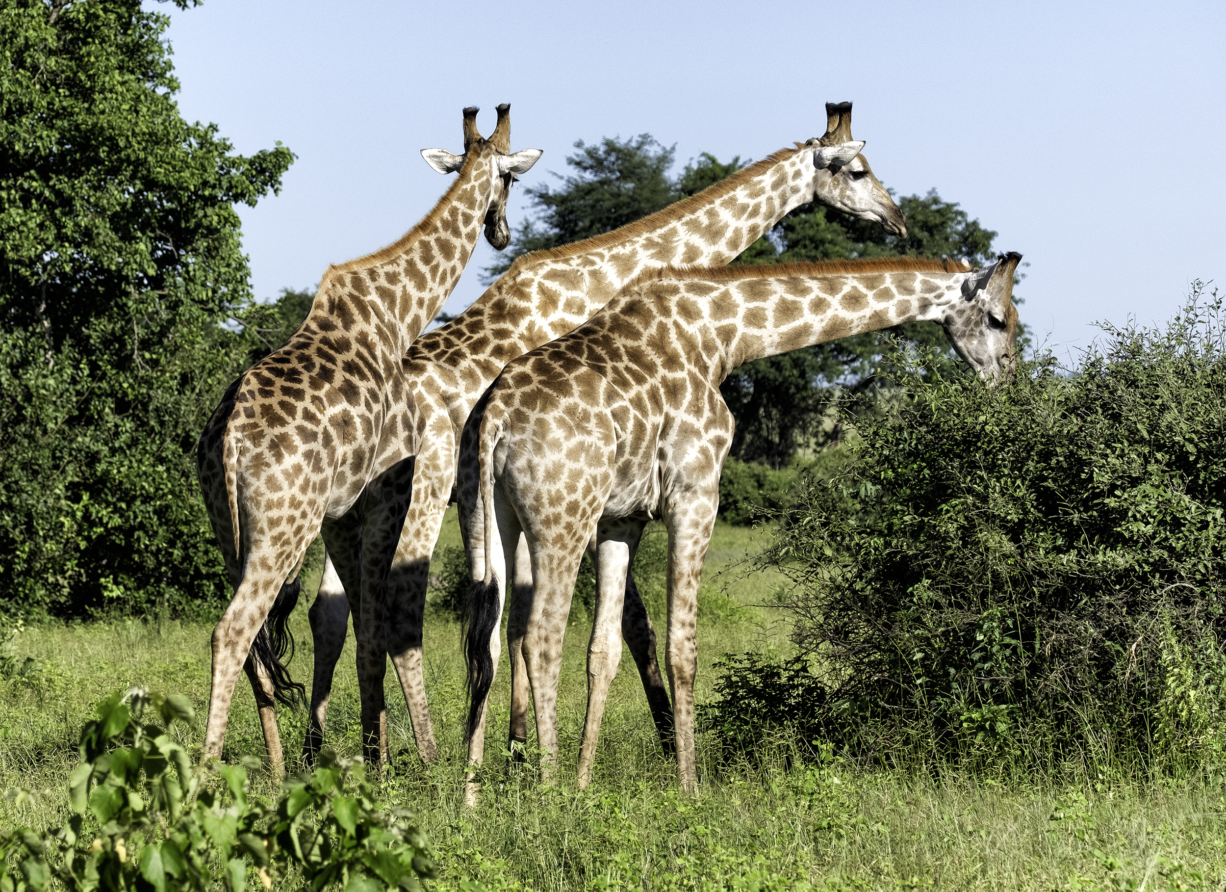 Chobe Park, Botswana