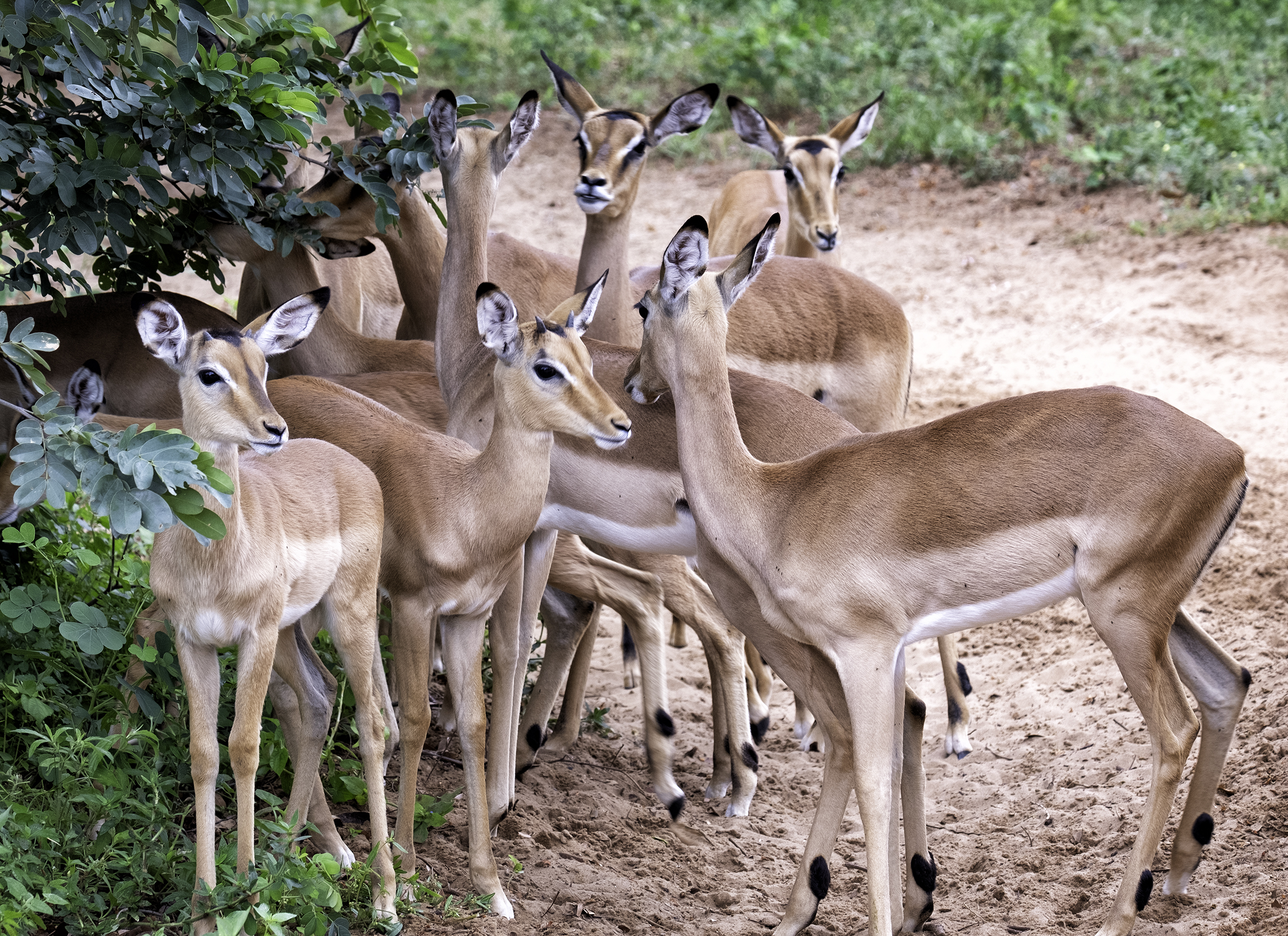 Chobe Park, Botswana