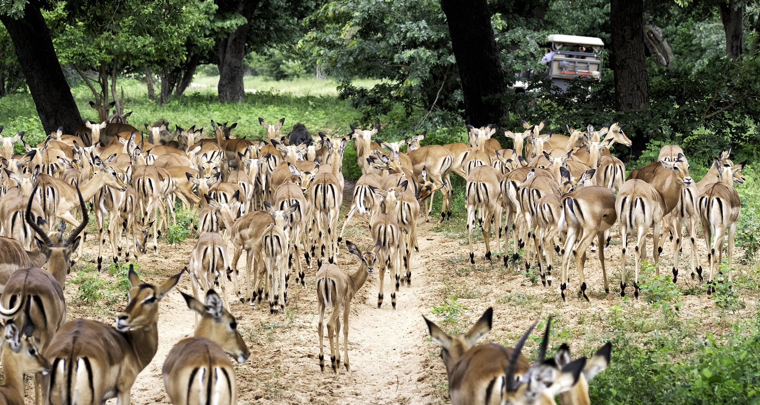 Chobe Park, Botswana