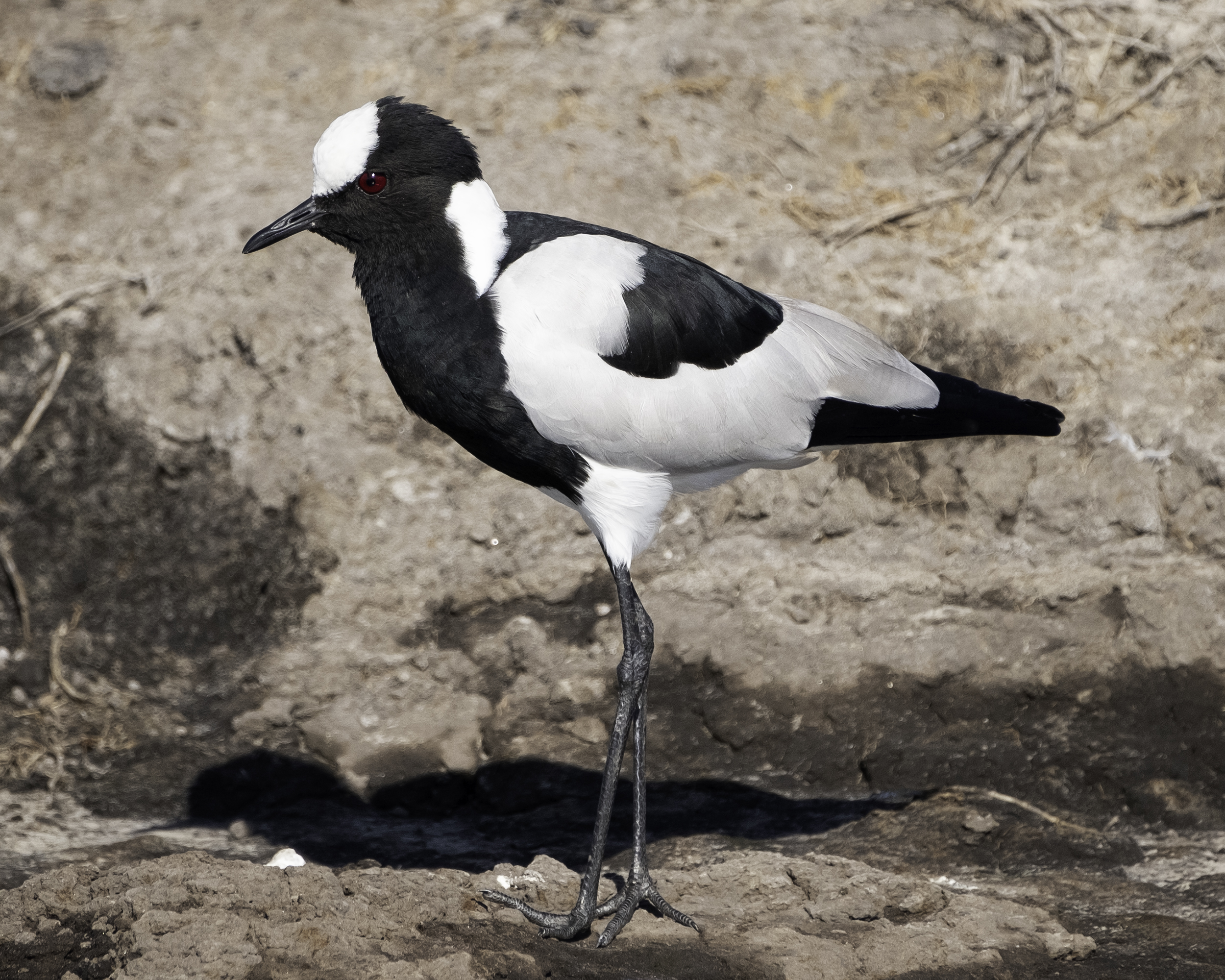 Chobe Park, Botswana